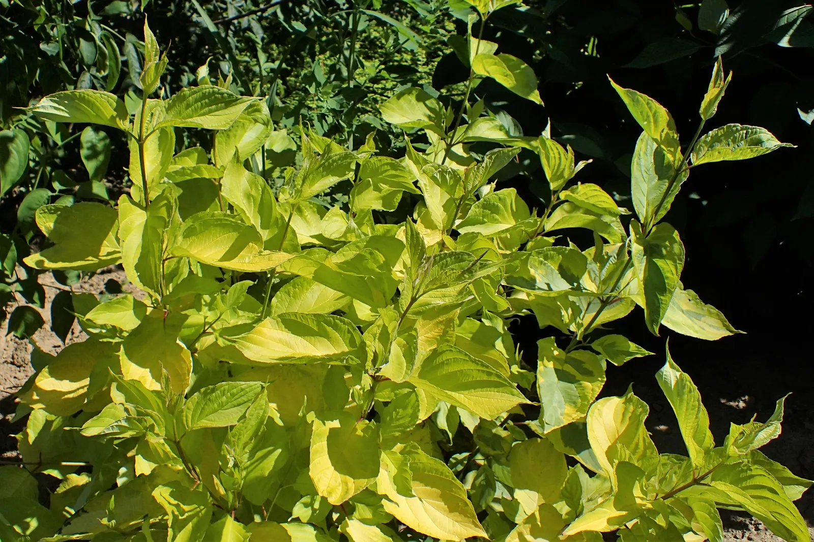 Tatarian Dogwood (Cornus Alba 'Gouchaultii') — features stunning variegated leaves - green with white margins and reddish-pink zones