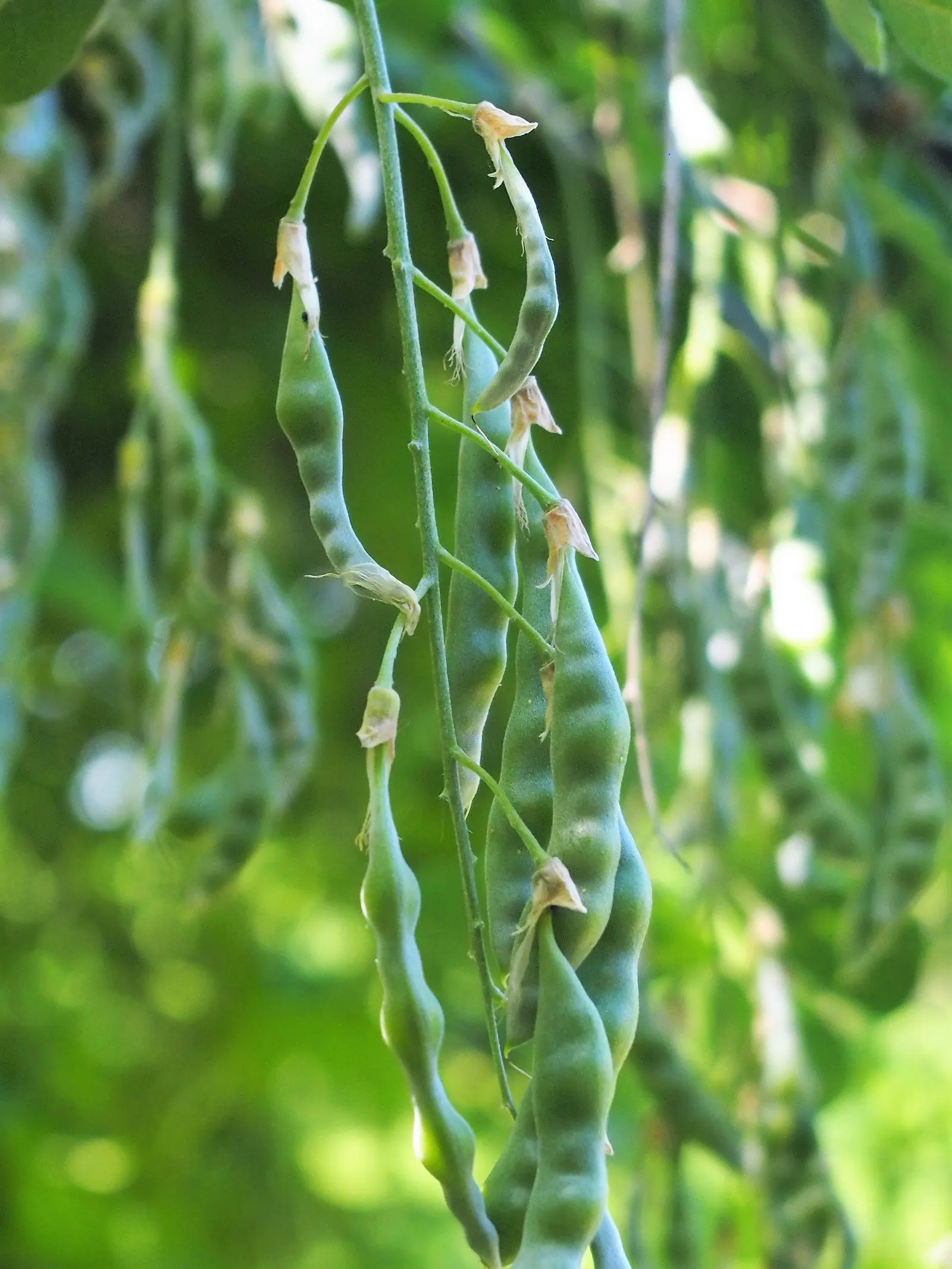Vossi Goldenchain Tree (Laburnum X Watereri 'Vossii') — Beware: all parts are highly toxic if ingested