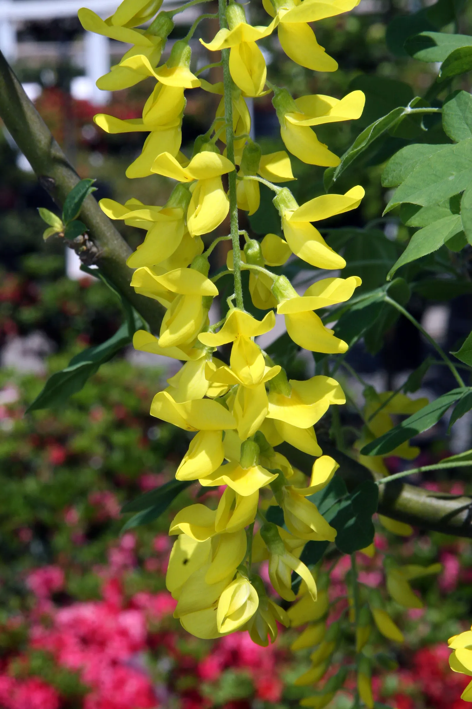 Vossi Goldenchain Tree (Laburnum X Watereri 'Vossii') — This deciduous hybrid reaches approximately 15 to 25 feet in height and spreads up to 15 feet wide