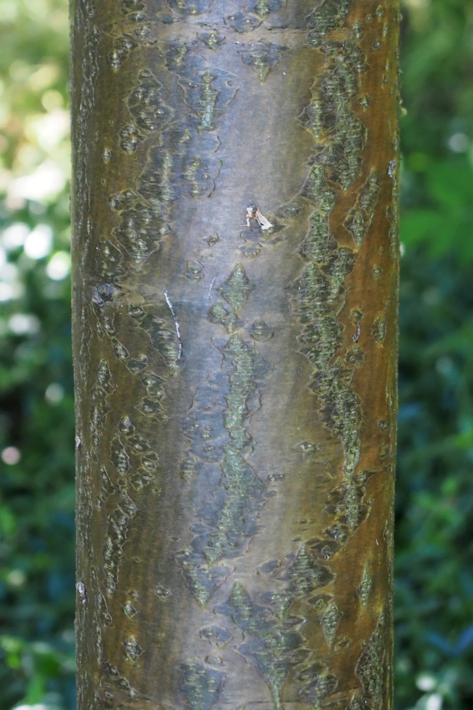 Vossi Goldenchain Tree (Laburnum X Watereri 'Vossii') — Prefers full sun to part shade and well-drained soil
