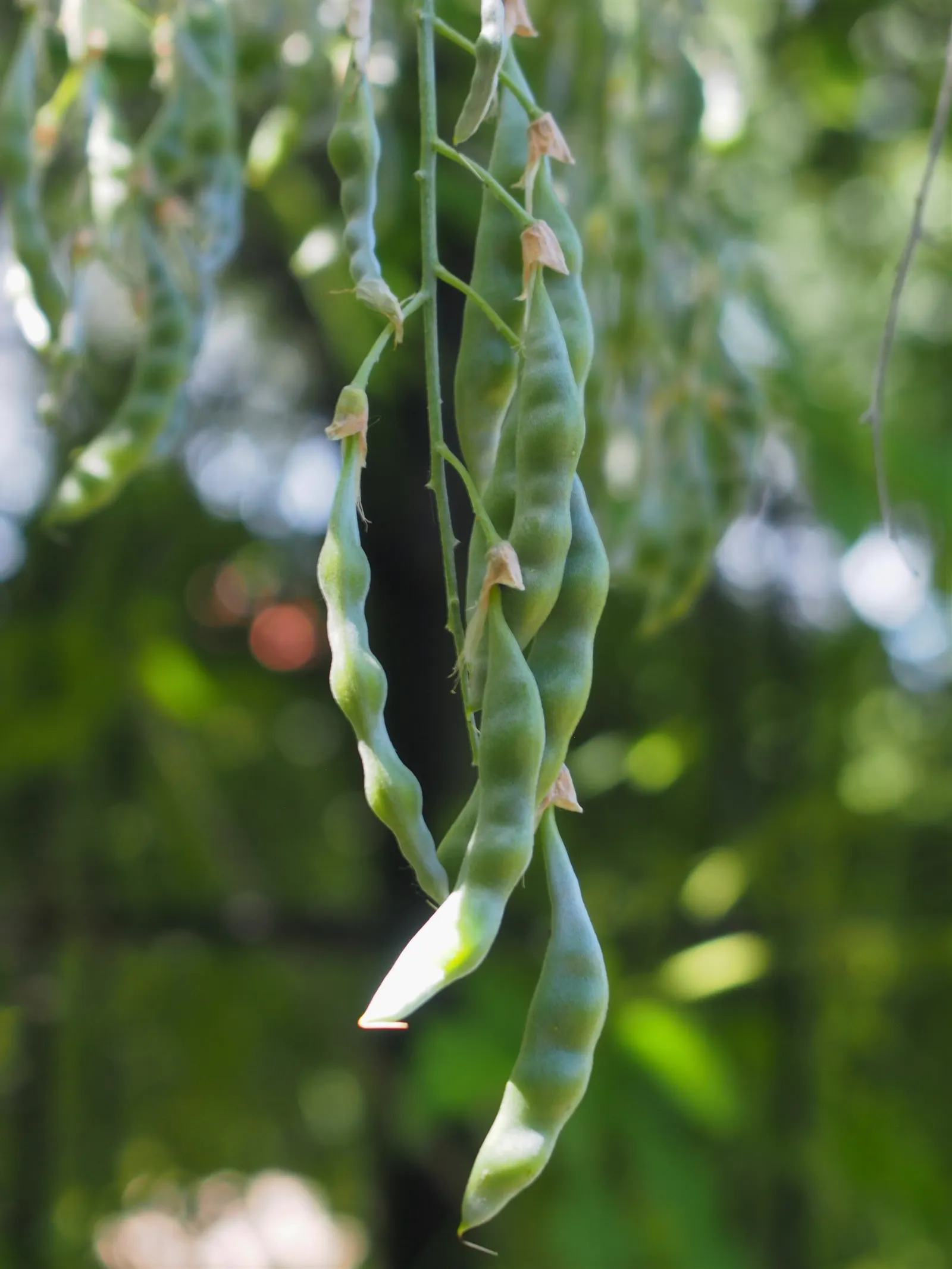 Vossi Goldenchain Tree (Laburnum X Watereri 'Vossii') — commonly referred to as the Vossi Goldenchain Tree
