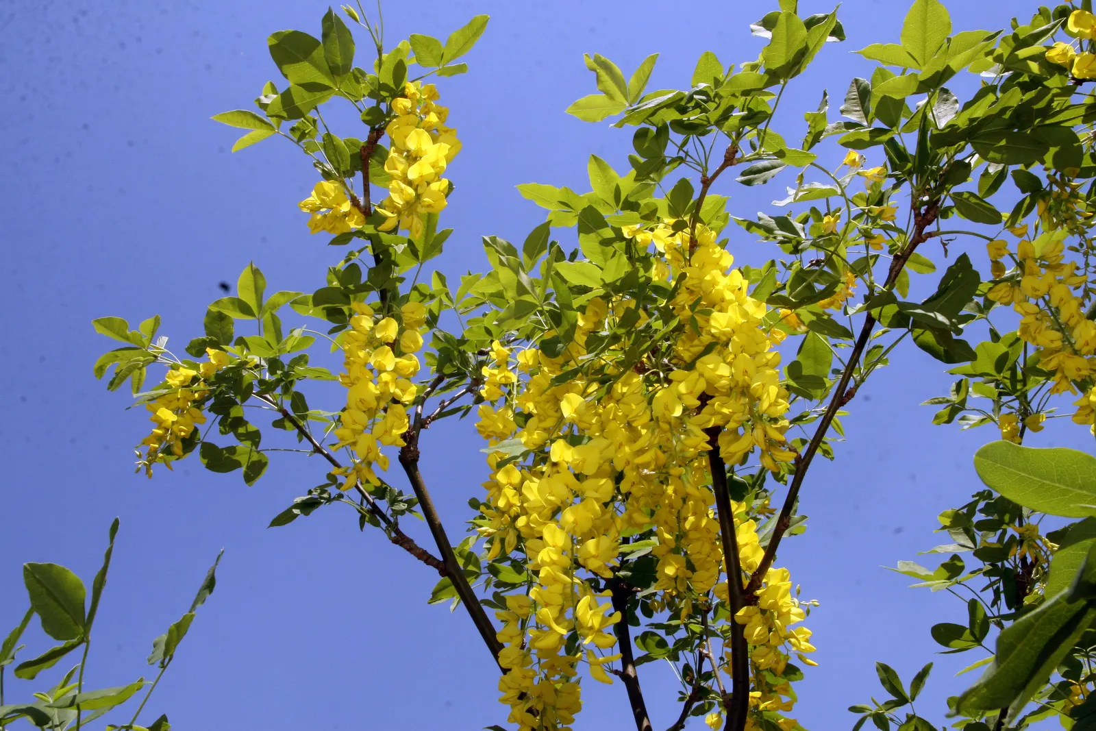 Vossi Goldenchain Tree (Laburnum X Watereri 'Vossii') — pendulous racemes of vibrant yellow flowers that gracefully drape from the branches