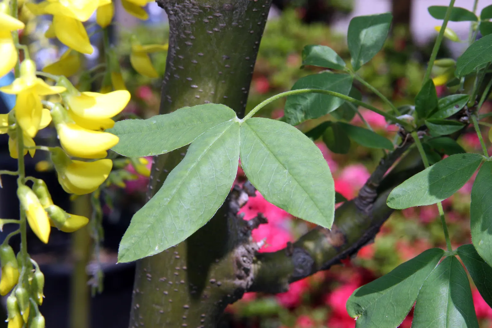 Vossi Goldenchain Tree (Laburnum X Watereri 'Vossii') — Ideal for creating focal points in gardens or as an elegant, small specimen tree