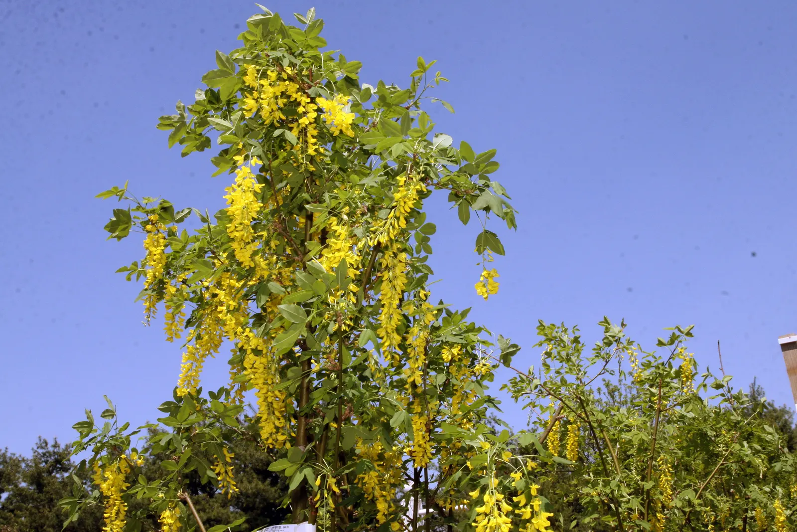 Vossi Goldenchain Tree (Laburnum X Watereri 'Vossii') — is a highly ornamental deciduous tree heralded for its splendid floral display
