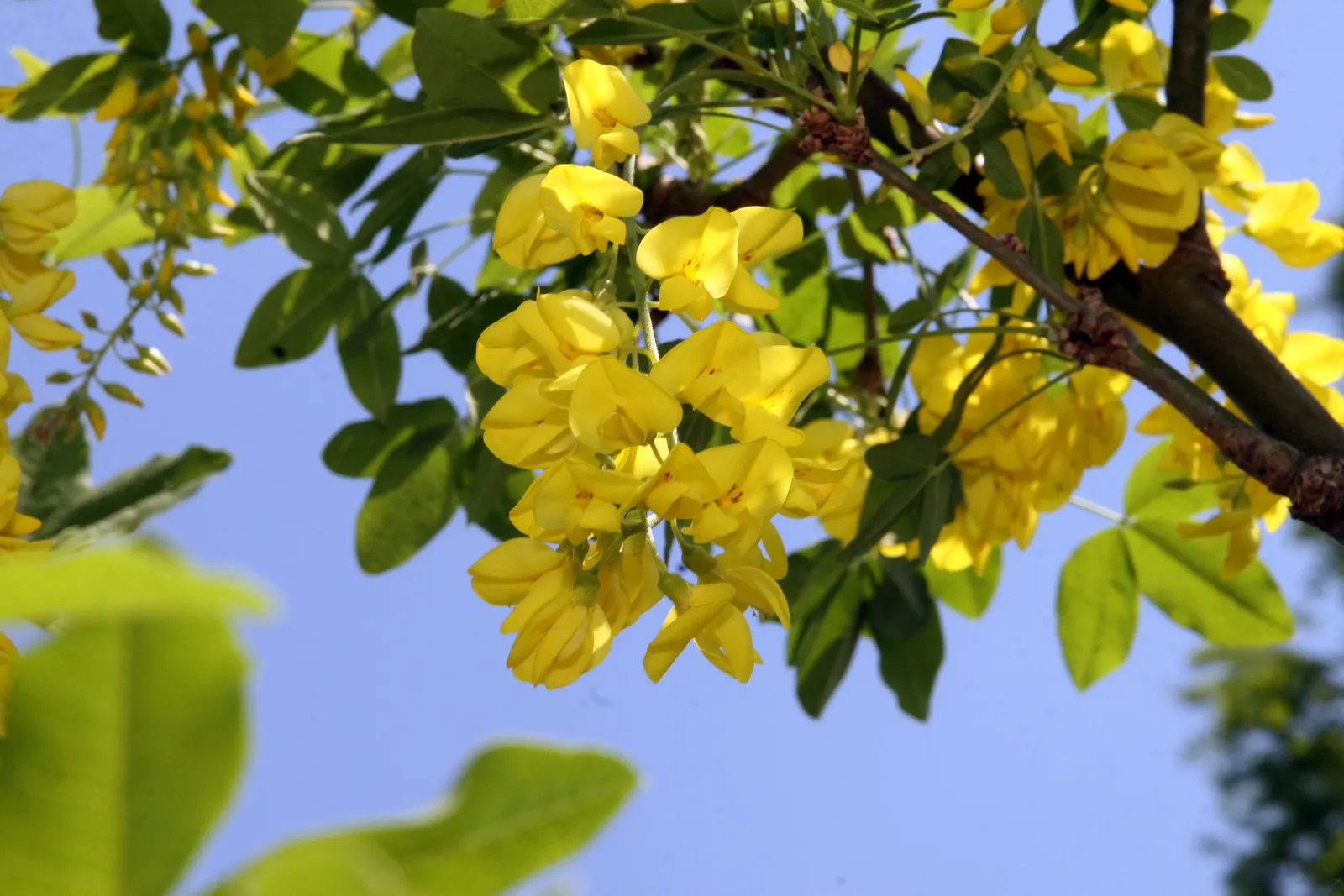 Vossi Goldenchain Tree (Laburnum X Watereri 'Vossii') — a cross between Laburnum alpinum and Laburnum anagyroides