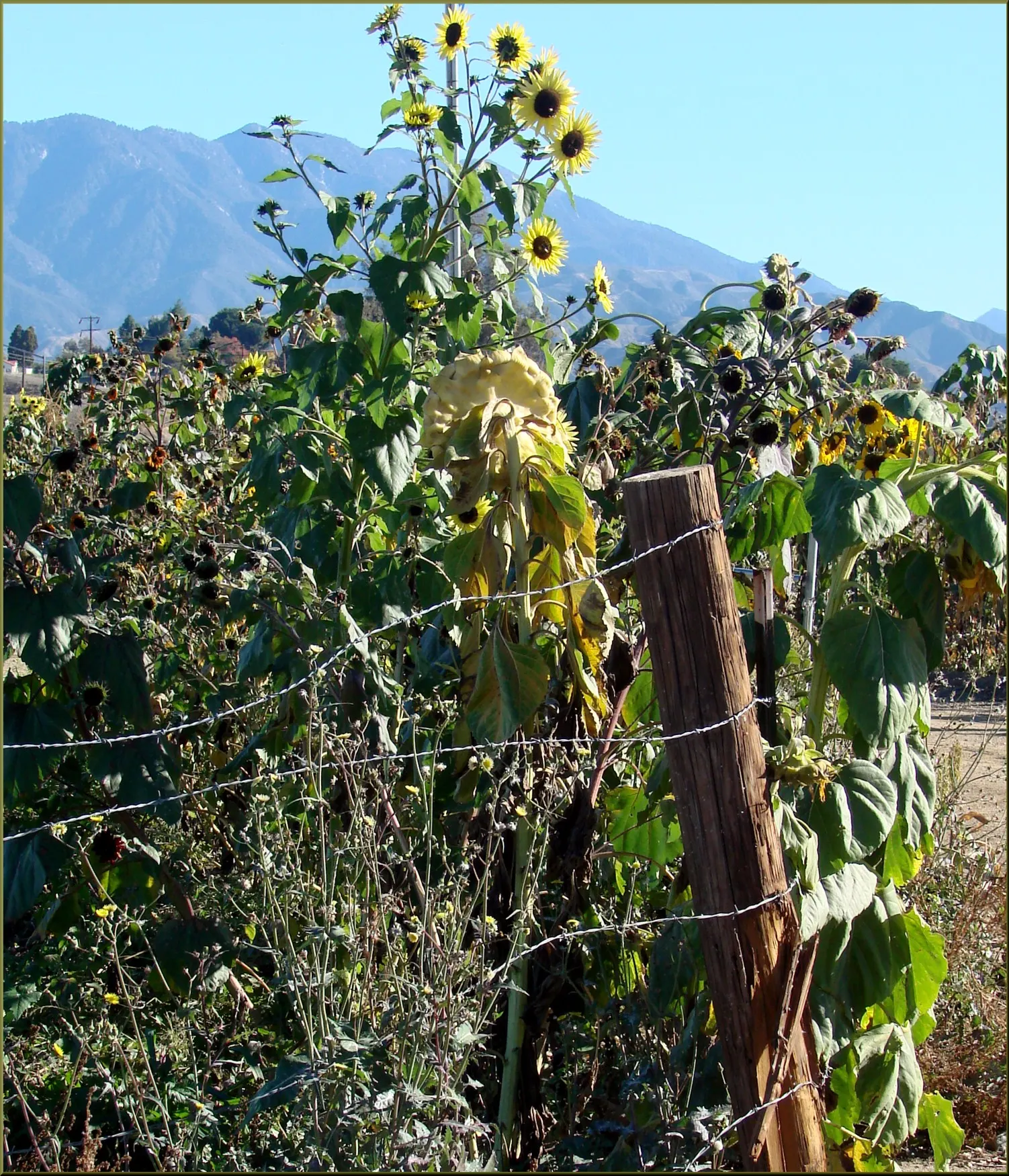 Canyon Sunflower (Venegasia Carpesioides) — Tolerance to part shade and drought makes it versatile for dry gardens and wildflower meadows