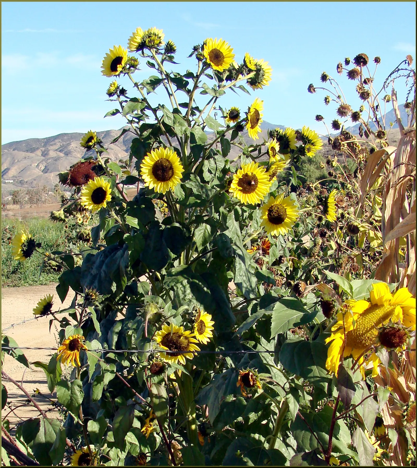 Canyon Sunflower (Venegasia Carpesioides) — This sun-lover features bright yellow daisy-like flowers from late winter to early summer