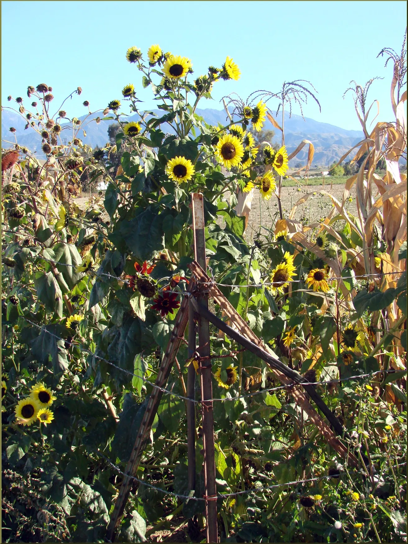 Canyon Sunflower (Venegasia Carpesioides) — The Canyon Sunflower (Venegasia carpesioides) is a perennial native to California's canyons and foothills
