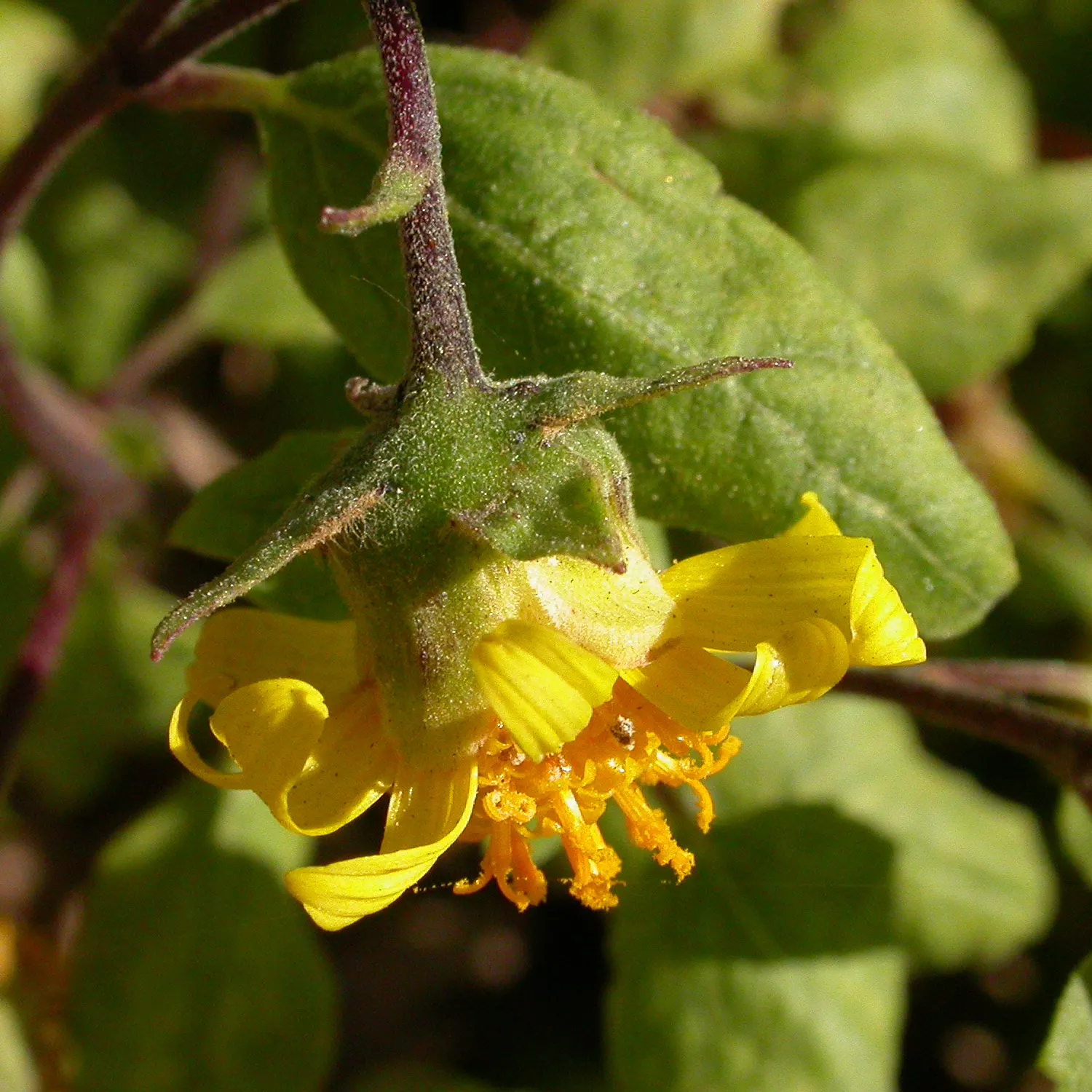 Canyon Sunflower (Venegasia Carpesioides) — It's an excellent choice for erosion control and attracts pollinators