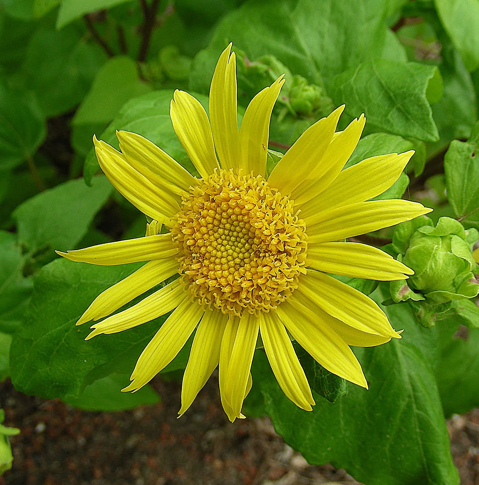 Canyon Sunflower (Venegasia Carpesioides) — Canyon Sunflowers create a vibrant splash of yellow throughout their long blooming season