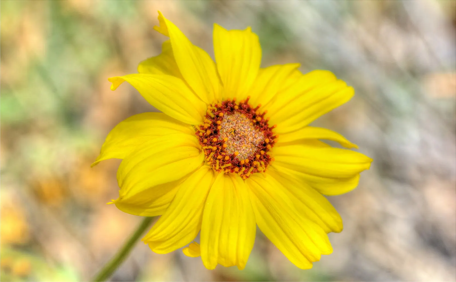 Canyon Sunflower (Venegasia Carpesioides) — including butterflies and bees