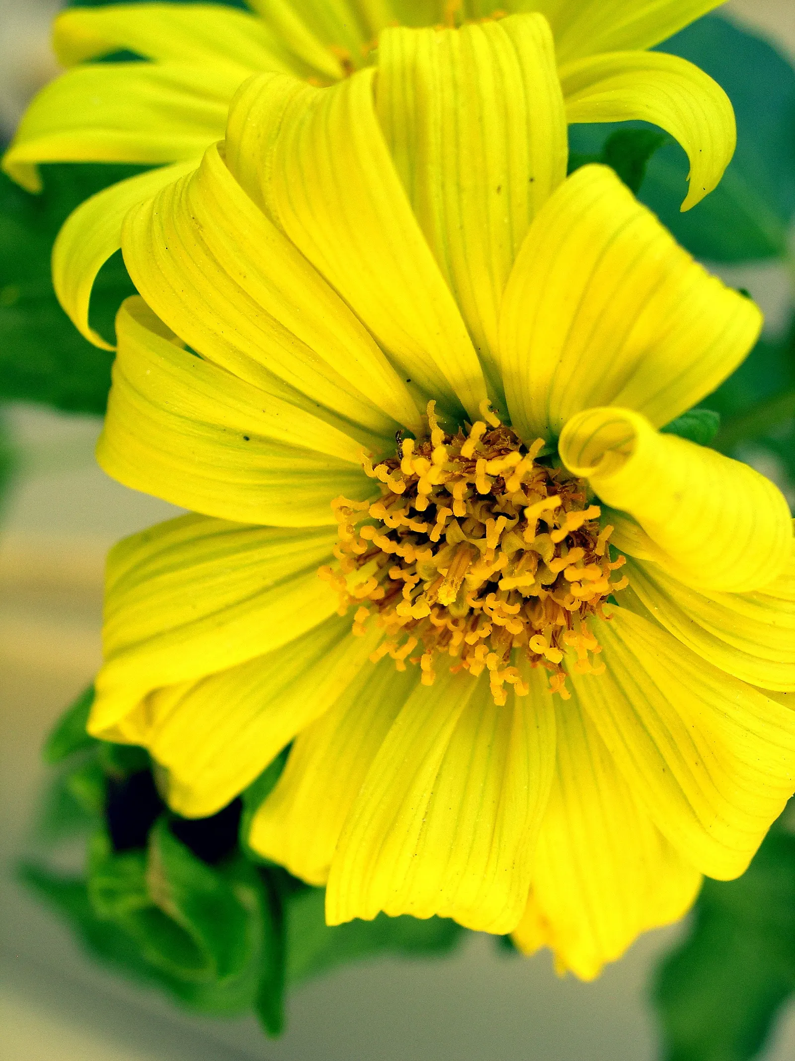 Canyon Sunflower (Venegasia Carpesioides) — scientifically named Venegasia carpesioides