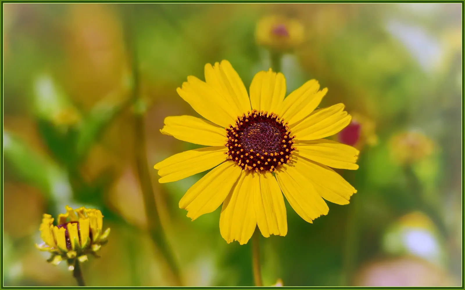 Canyon Sunflower (Venegasia Carpesioides) — which extends from early spring through fall
