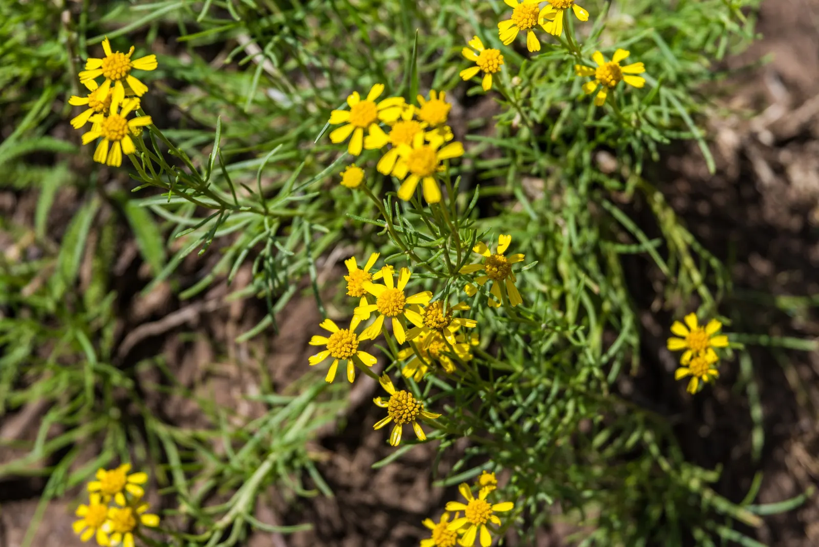 Canyon Sunflower (Venegasia Carpesioides) — This sun-loving plant is celebrated for its resilience and adaptability