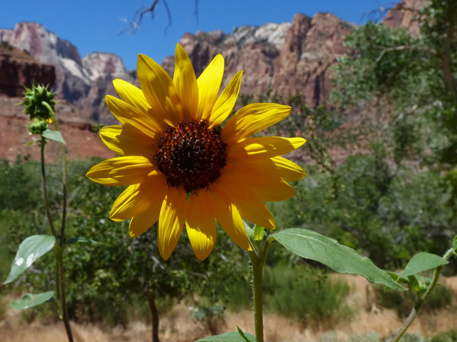 Canyon Sunflower (Venegasia Carpesioides) — with a spread of 4 to 6 feet