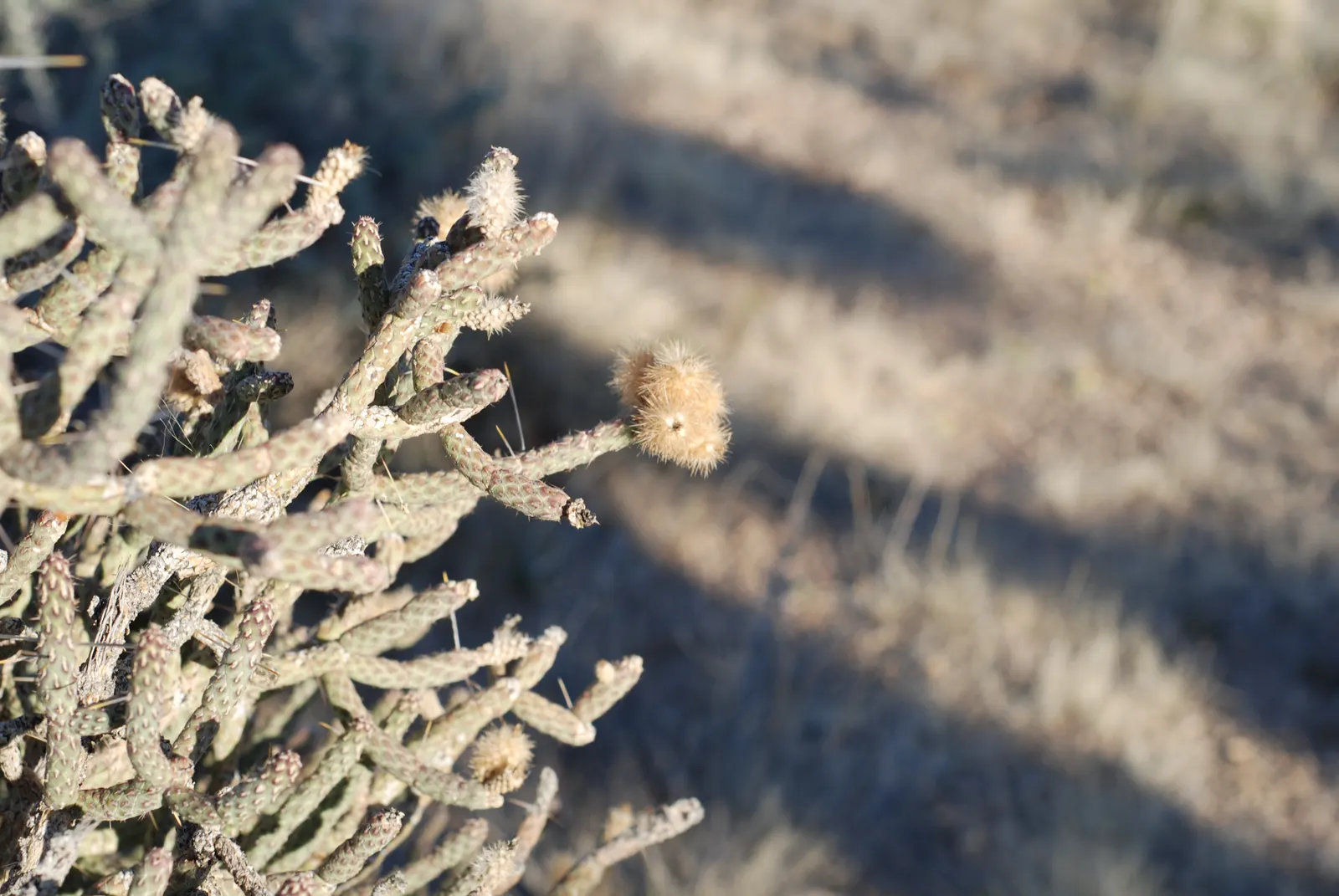 Pencil Cholla (Cylindropuntia Arbuscula) — green and yellow flowers in the garden; plant in a location that receives full sun exposure to promote healthy