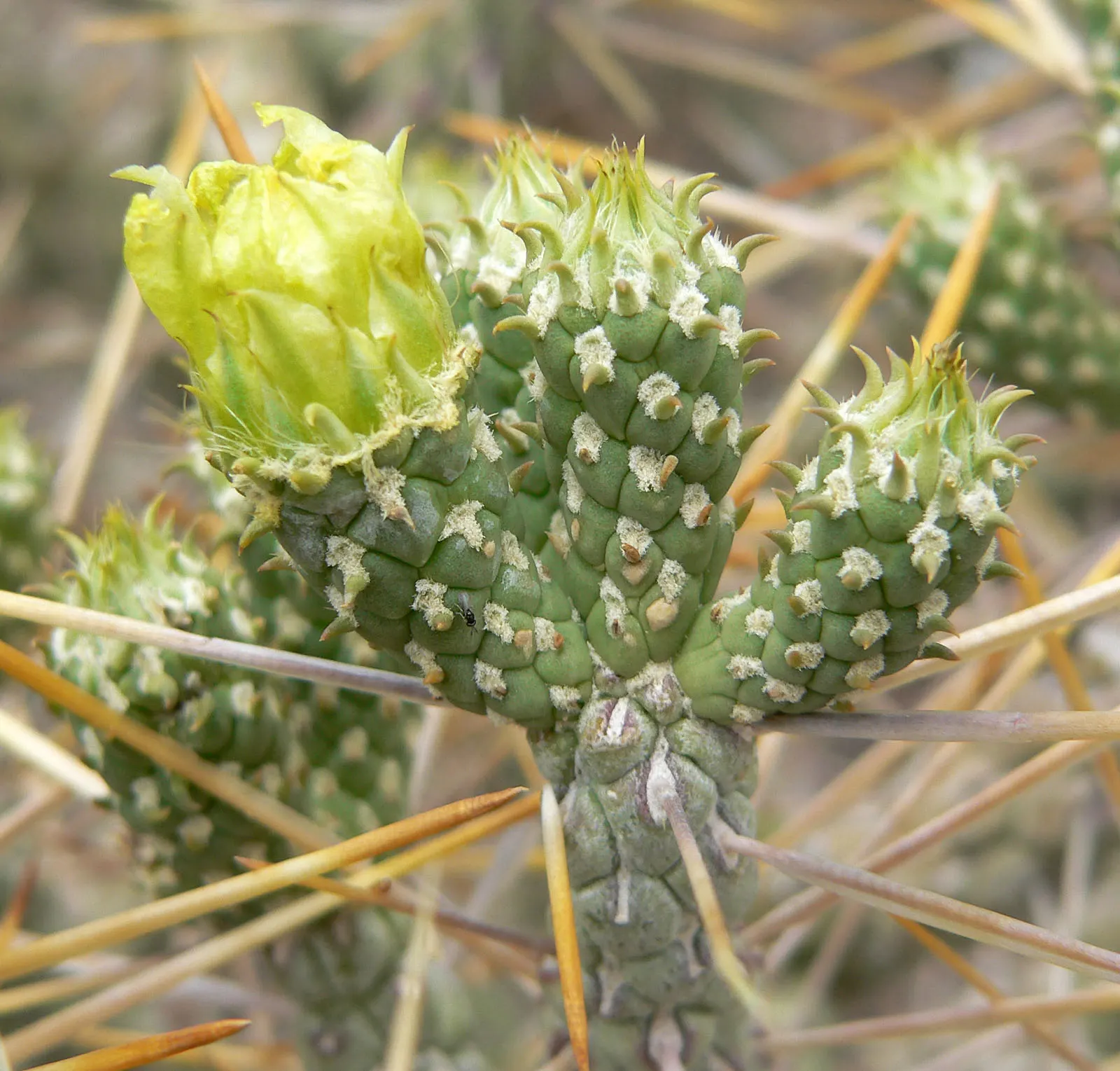 Pencil Cholla (Cylindropuntia Arbuscula) — branching cactus native to the arid regions of the Southwest