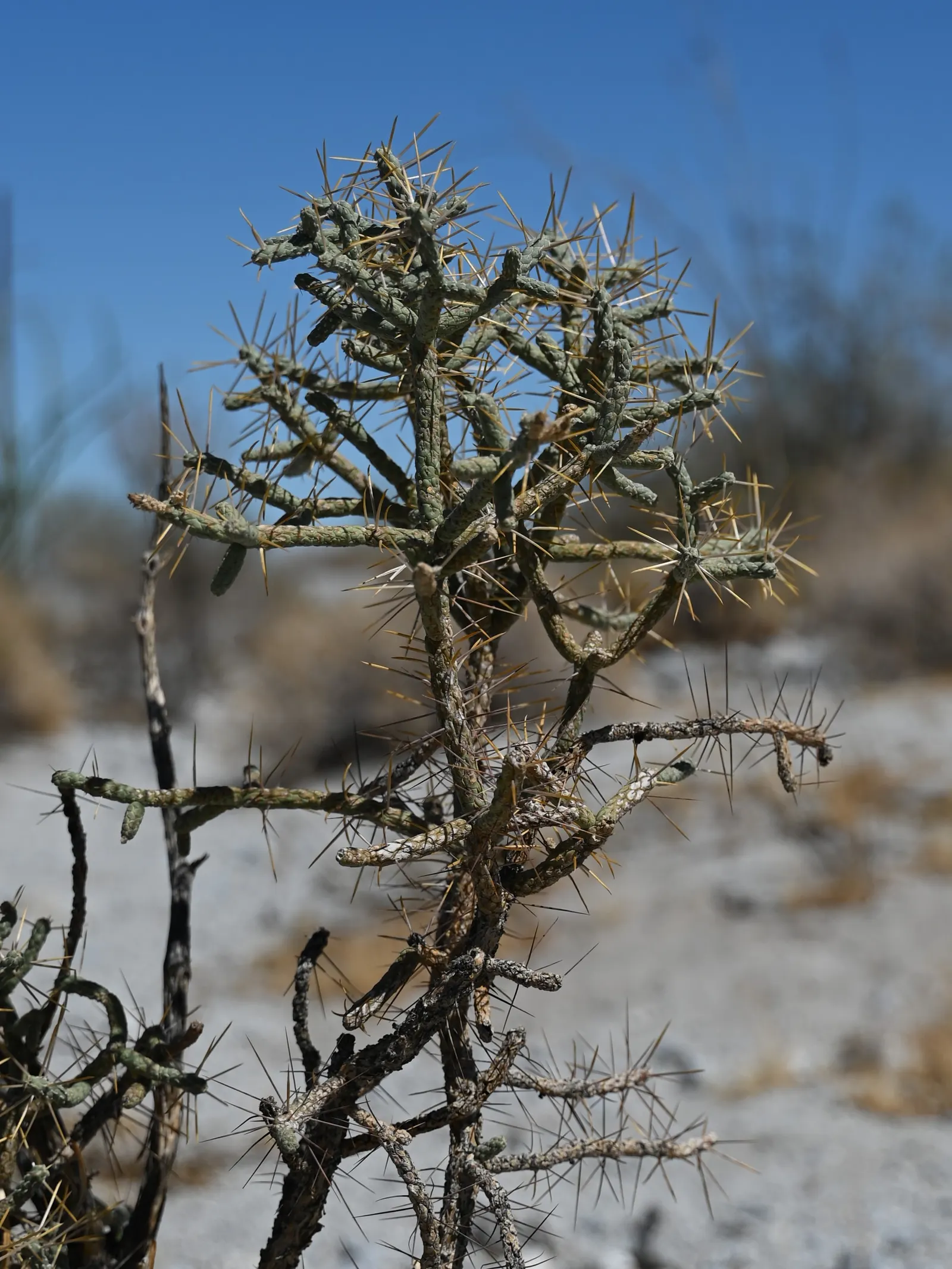 Pencil Cholla (Cylindropuntia Arbuscula) — or as a textural accent in drought-tolerant landscapes; are a striking contrast against its green to purplish stems
