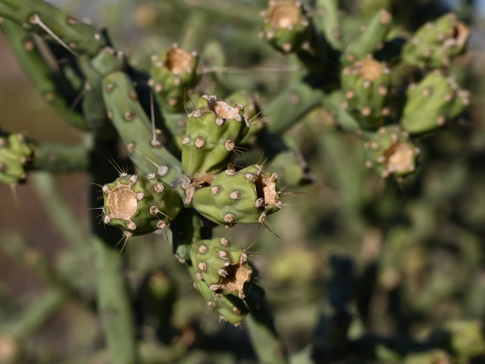 Pencil Cholla (Cylindropuntia Arbuscula) — the Pencil Cholla is a reliable and intriguing choice for any water-wise garden design; and provides excellent