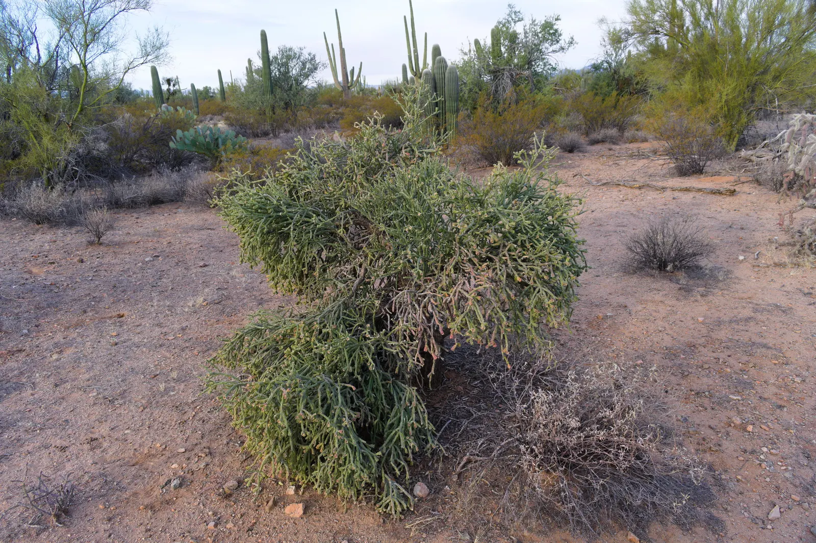 Pencil Cholla (Cylindropuntia Arbuscula) — The Pencil Cholla's yellow-green flowers