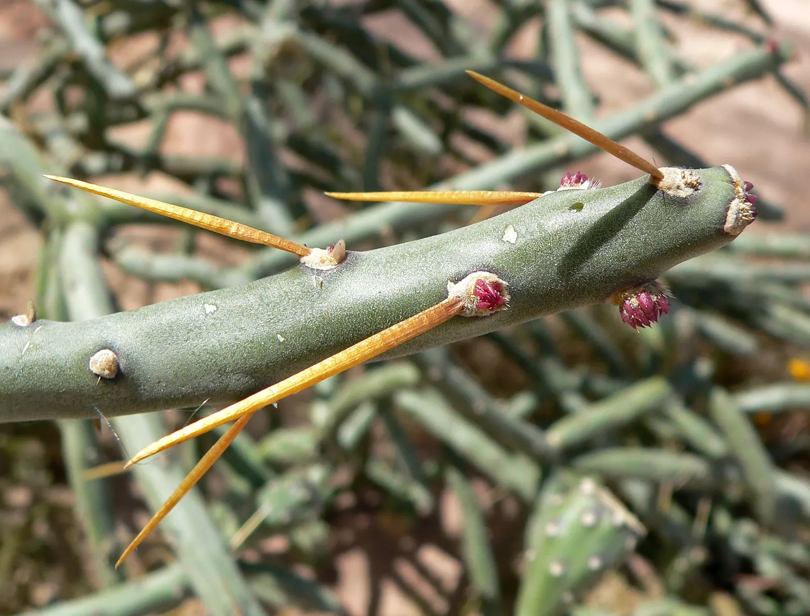 Pencil Cholla (Cylindropuntia Arbuscula) — This perennial shrub is distinctive for its slender; it's perfect for xeriscapes, image 72