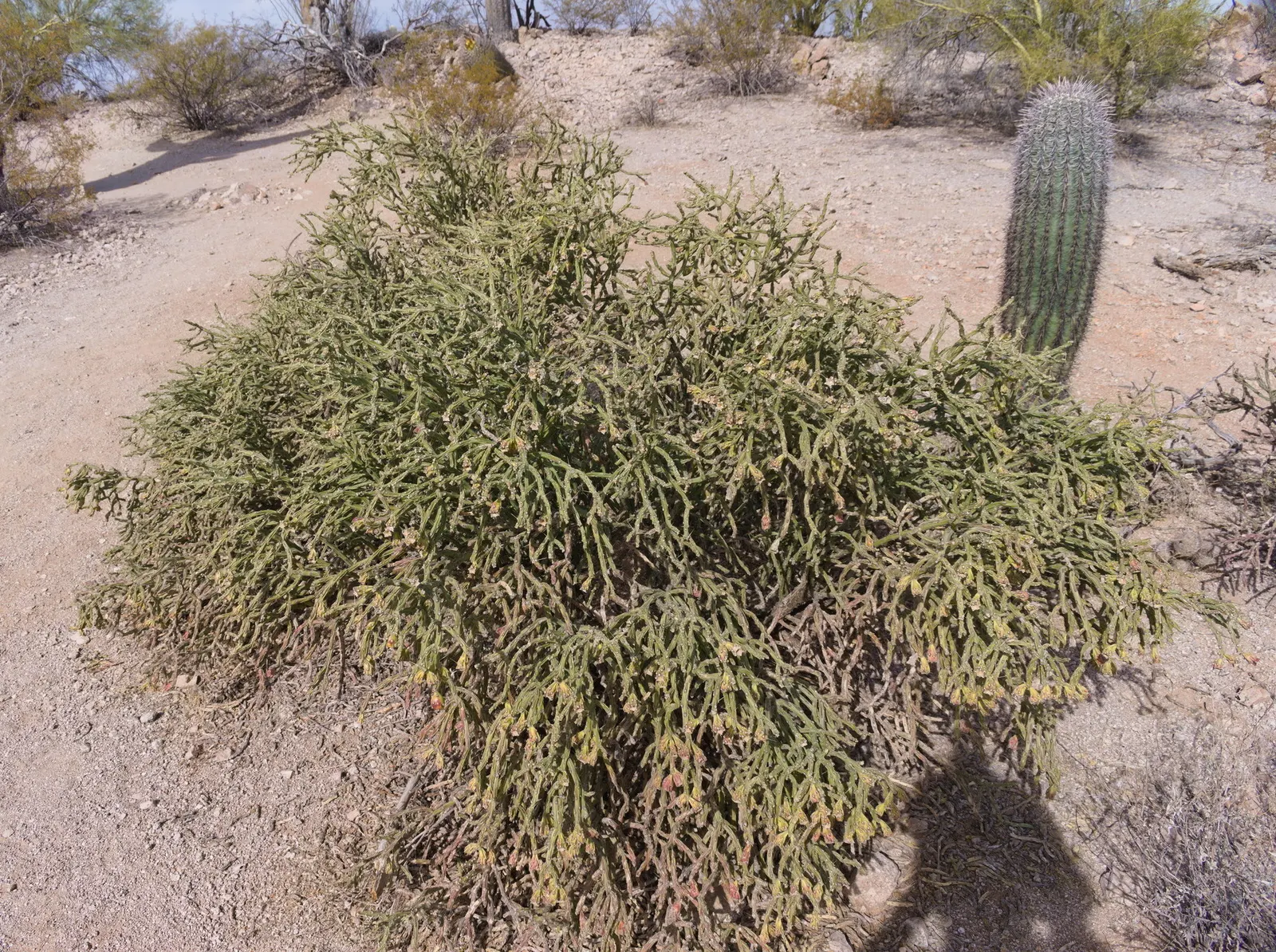 Pencil Cholla (Cylindropuntia Arbuscula) — the Pencil Cholla requires minimal water once established; yellow fruits which remain attached, image 74