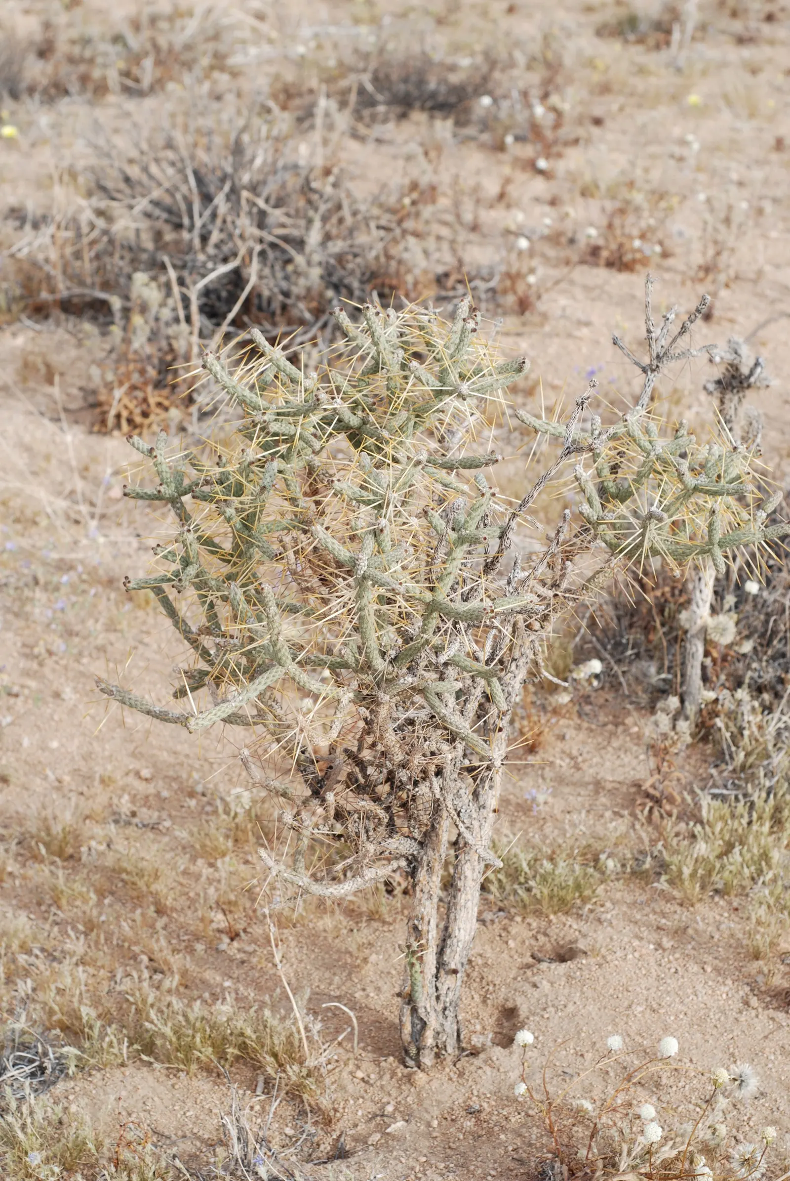 Pencil Cholla (Cylindropuntia Arbuscula) — the Pencil Cholla requires minimal water once established; yellow fruits which remain attached