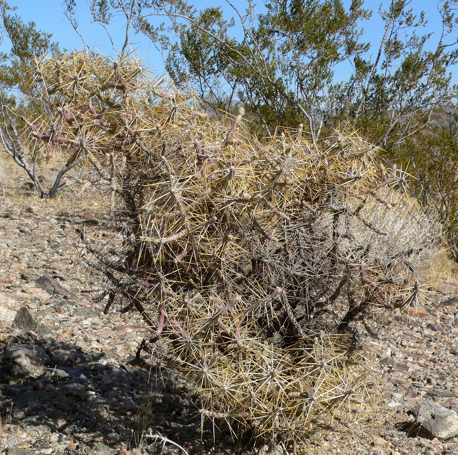Pencil Cholla (Cylindropuntia Arbuscula) — and provides excellent texture contrast in desert-themed gardens; the Pencil Cholla's yellow-green flowers