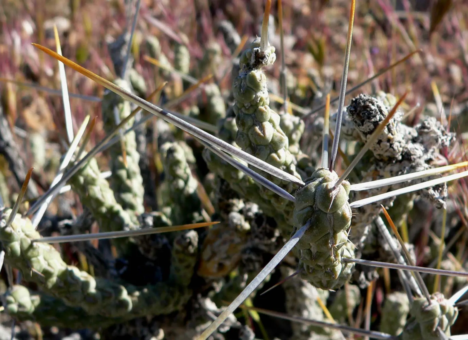 Pencil Cholla (Cylindropuntia Arbuscula) — and provides excellent texture contrast in desert-themed gardens