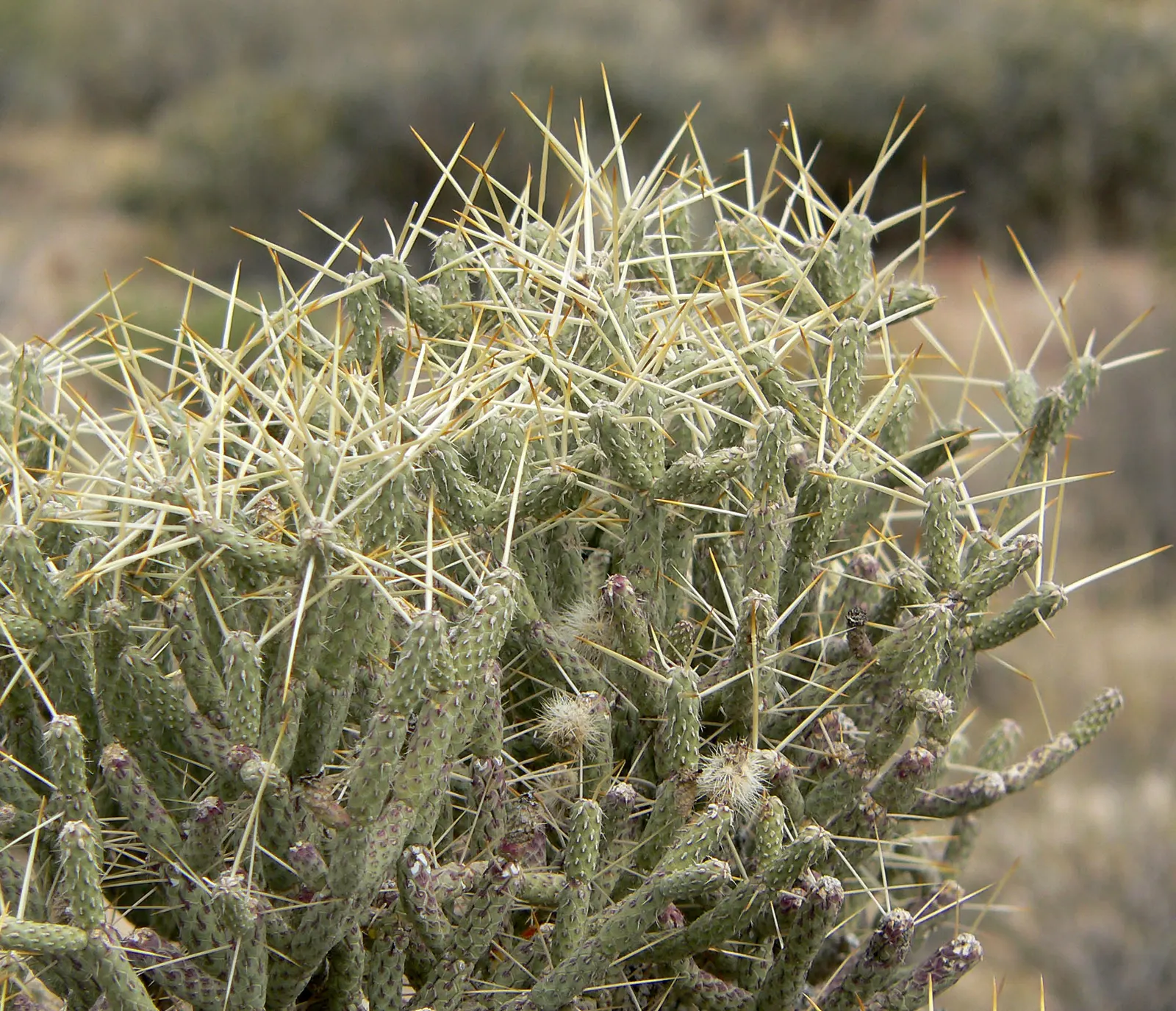 Pencil Cholla (Cylindropuntia Arbuscula) — Plant in a location that receives full sun exposure to promote healthy growth and prolific blooming; branching