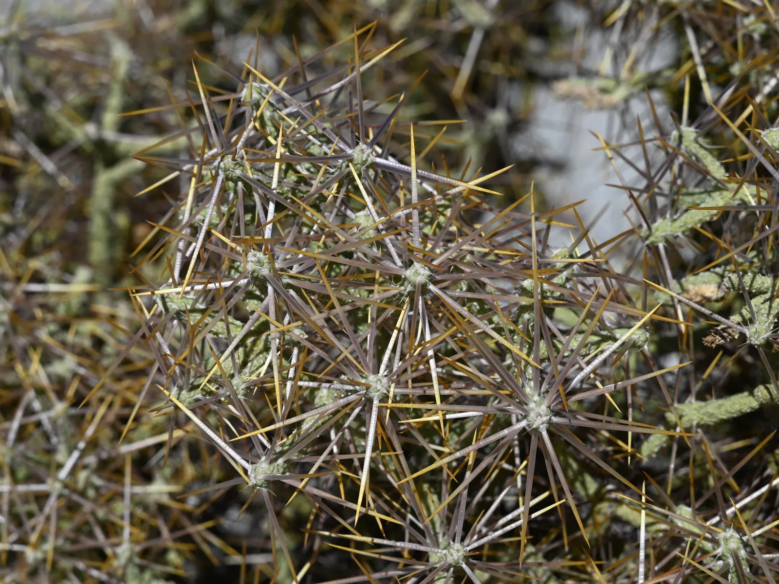 Pencil Cholla (Cylindropuntia Arbuscula) — Plant in a location that receives full sun exposure to promote healthy growth and prolific blooming, image 76