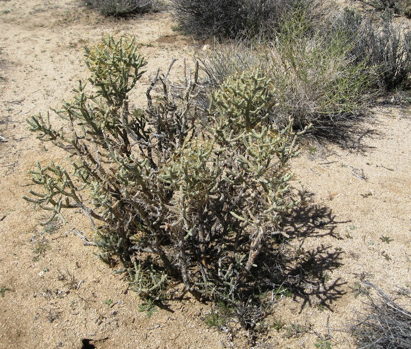 Pencil Cholla (Cylindropuntia Arbuscula) — adding further visual interest.<br><br>When incorporating into landscape design; thriving in USDA, image 82
