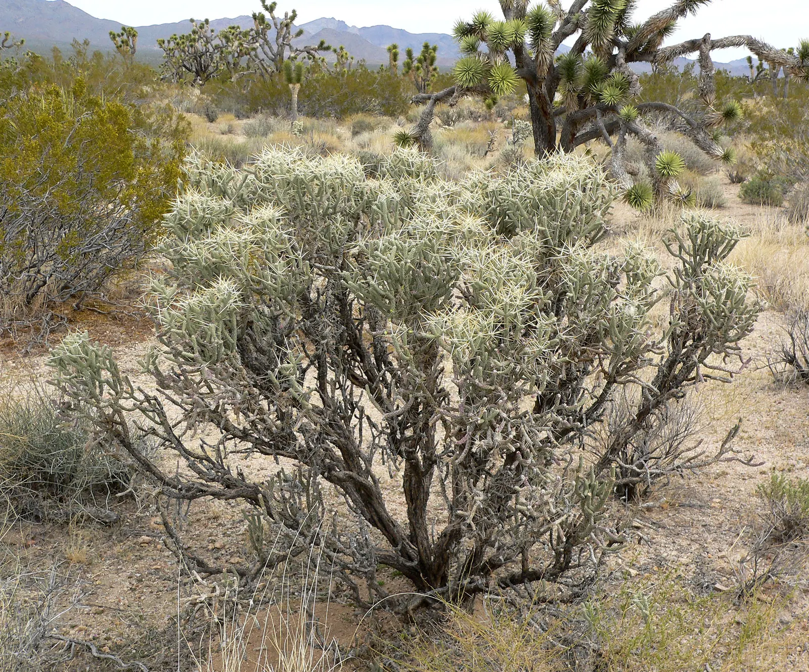 Pencil Cholla (Cylindropuntia Arbuscula) — Plant in a location that receives full sun exposure to promote healthy growth and prolific blooming