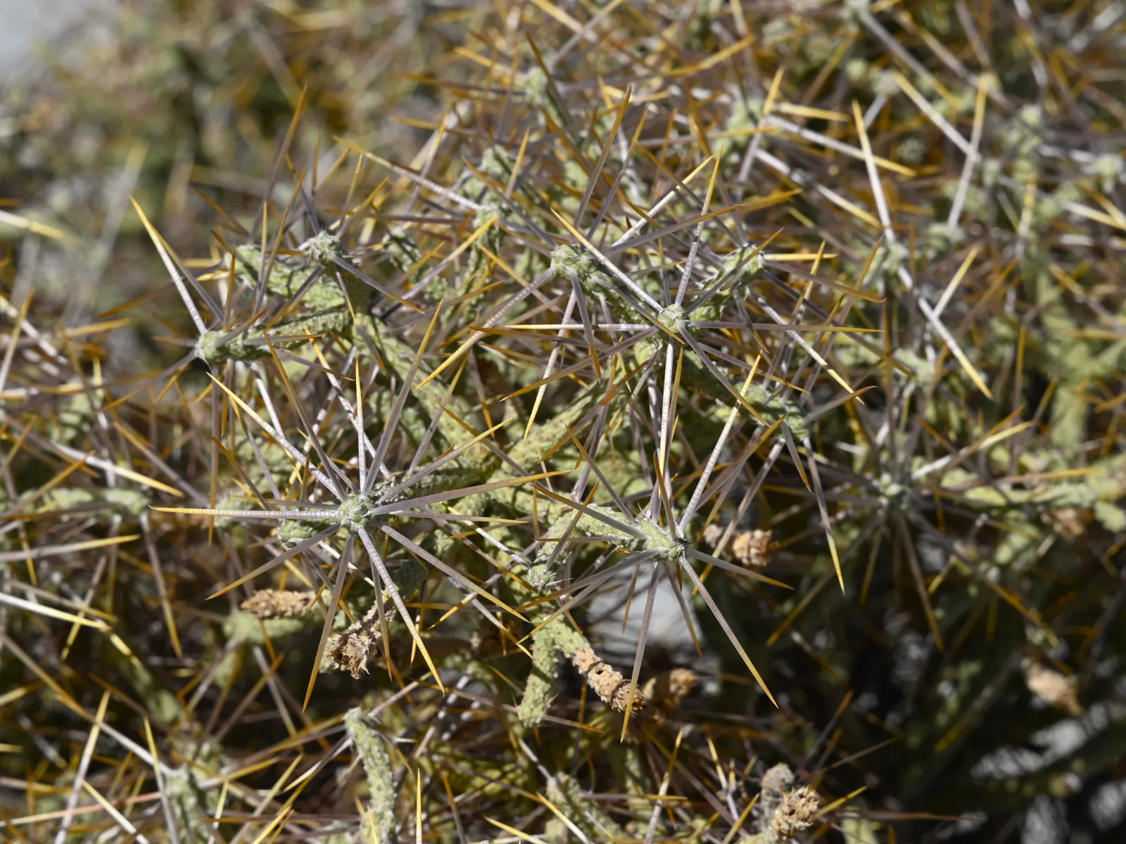 Pencil Cholla (Cylindropuntia Arbuscula) — It reaches up to 5 feet tall, with slender, green to purple stems, each about 0.5 inches in diameter, image 65