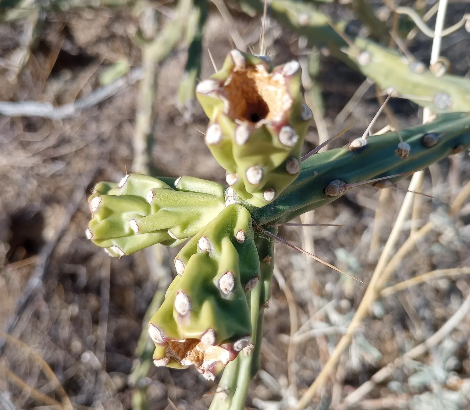 Pencil Cholla (Cylindropuntia Arbuscula) — This perennial shrub is distinctive for its slender