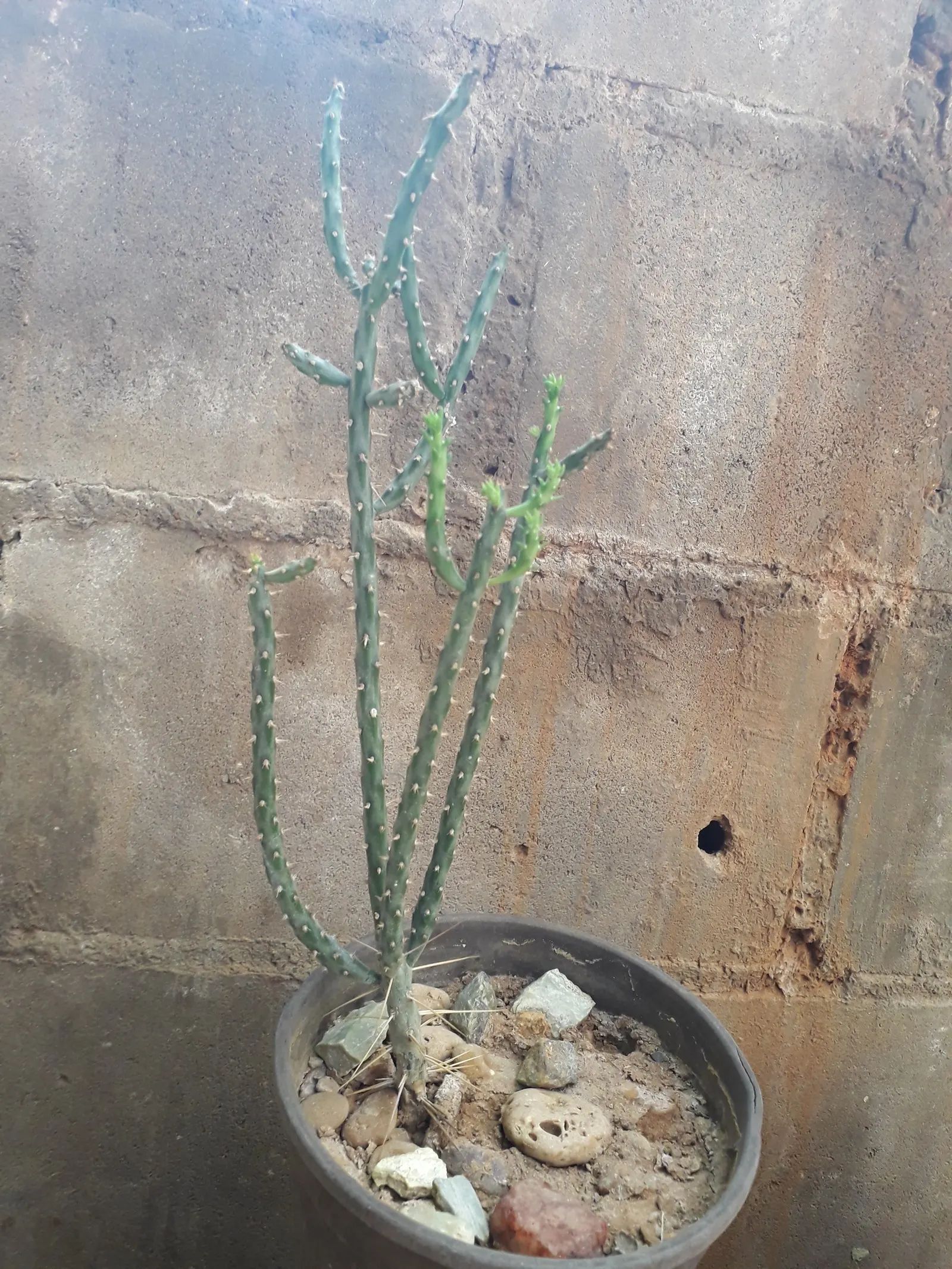 Pencil Cholla (Cylindropuntia Arbuscula) — are a striking contrast against its green to purplish stems; to accommodate its mature spread and, image 79