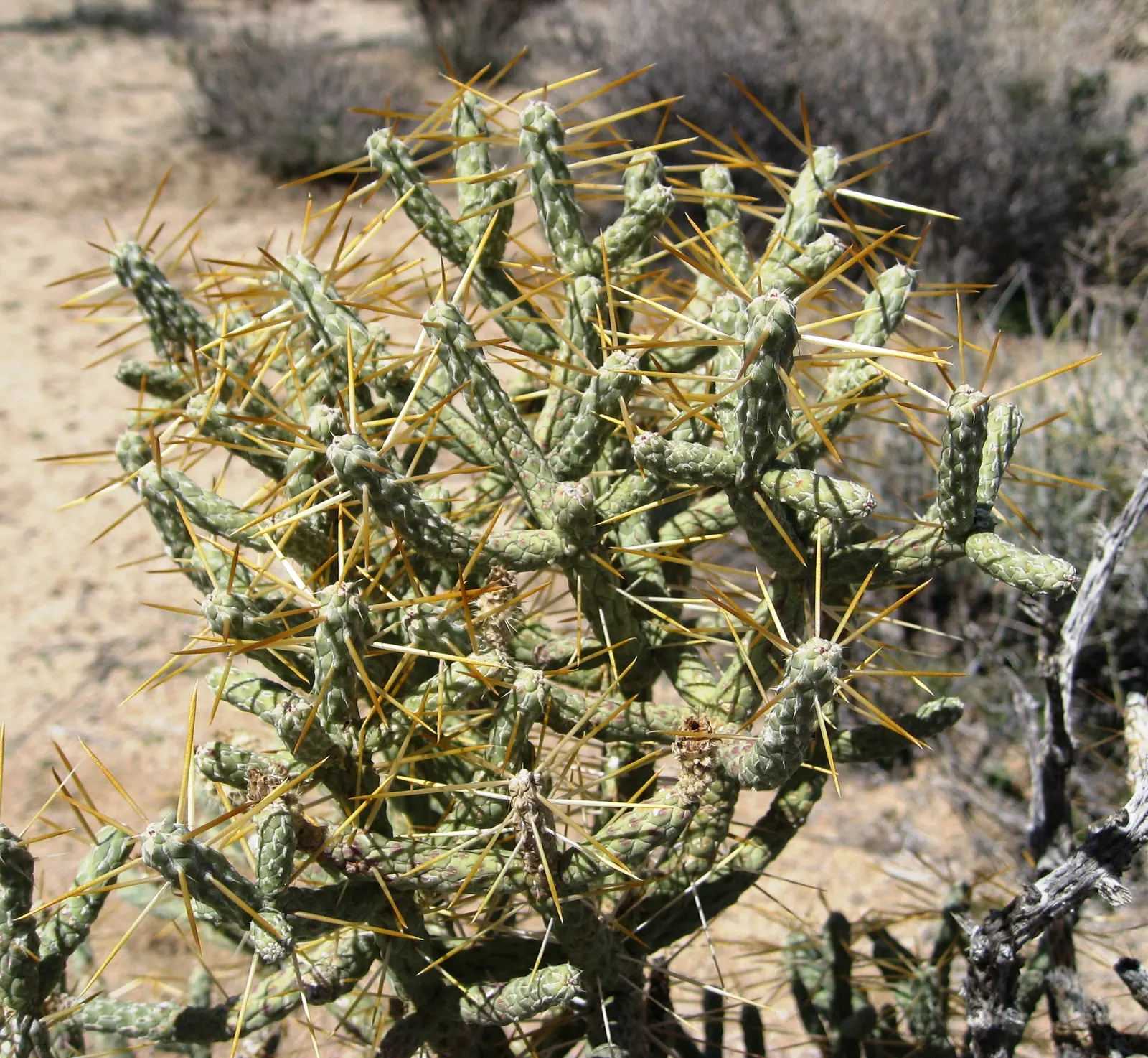 Pencil Cholla (Cylindropuntia Arbuscula) — perennial / shrub for full