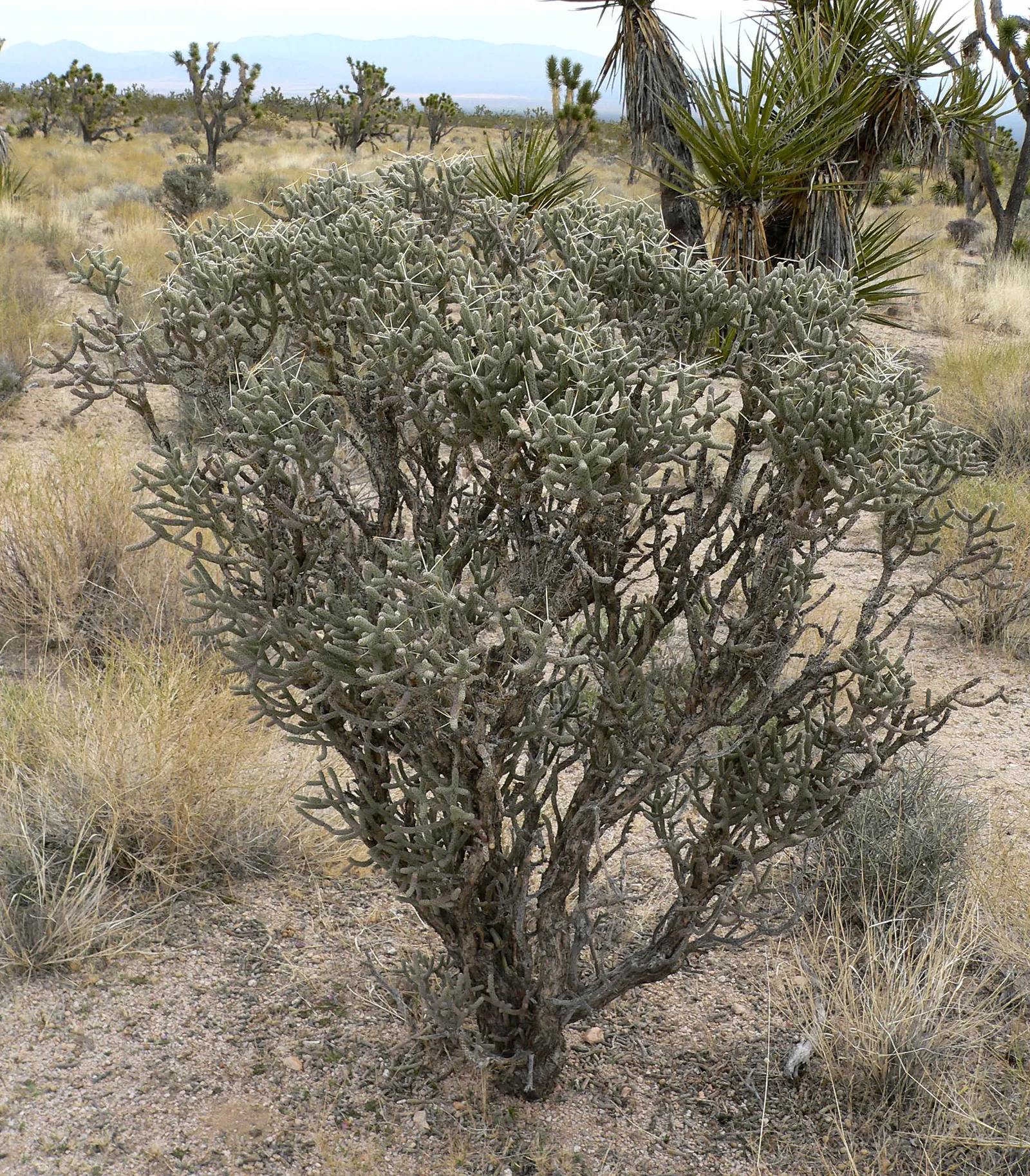 Pencil Cholla (Cylindropuntia Arbuscula) — The Pencil Cholla's unique form makes it a focal point in rock gardens