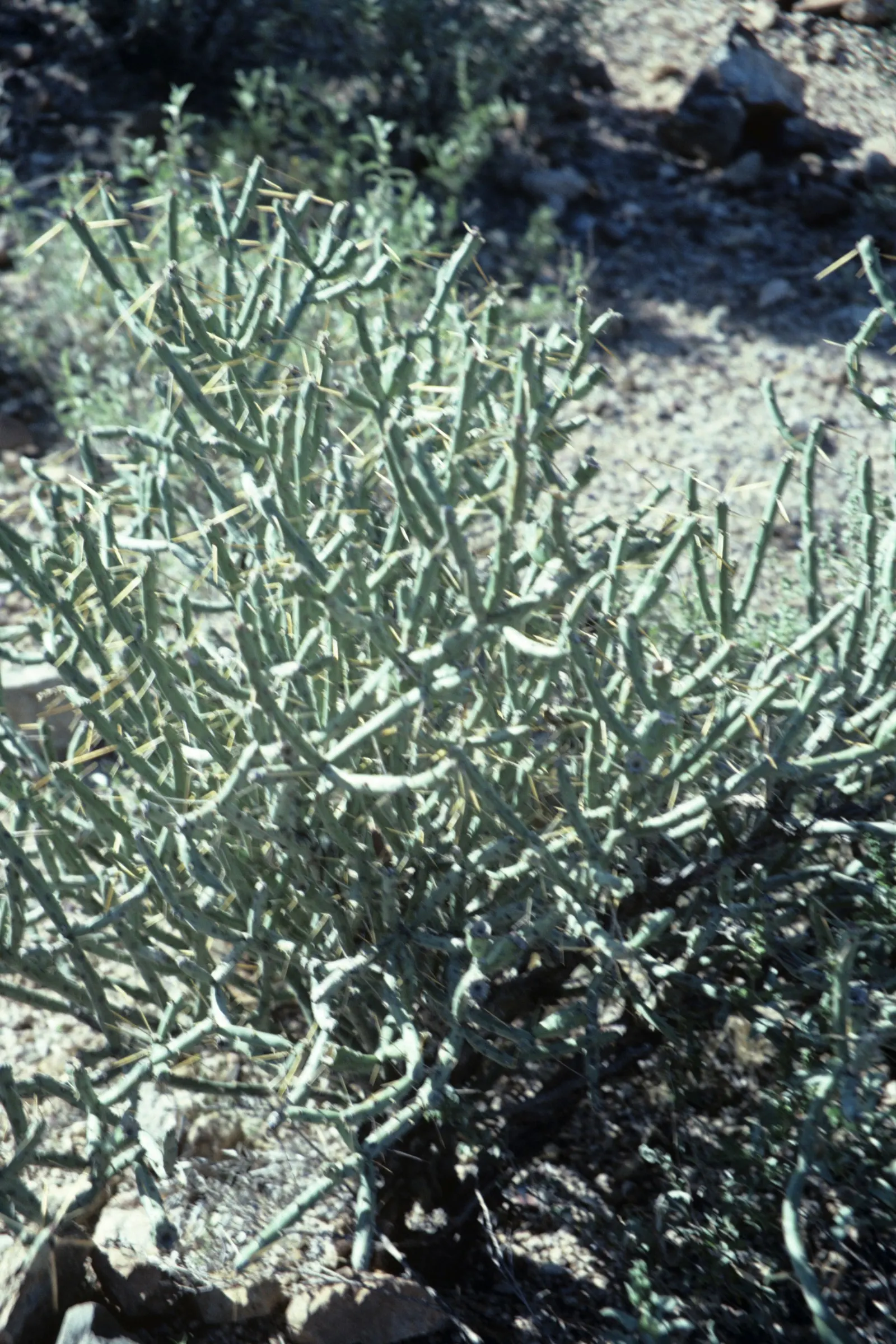 Pencil Cholla (Cylindropuntia Arbuscula) — yellow fruits which remain attached