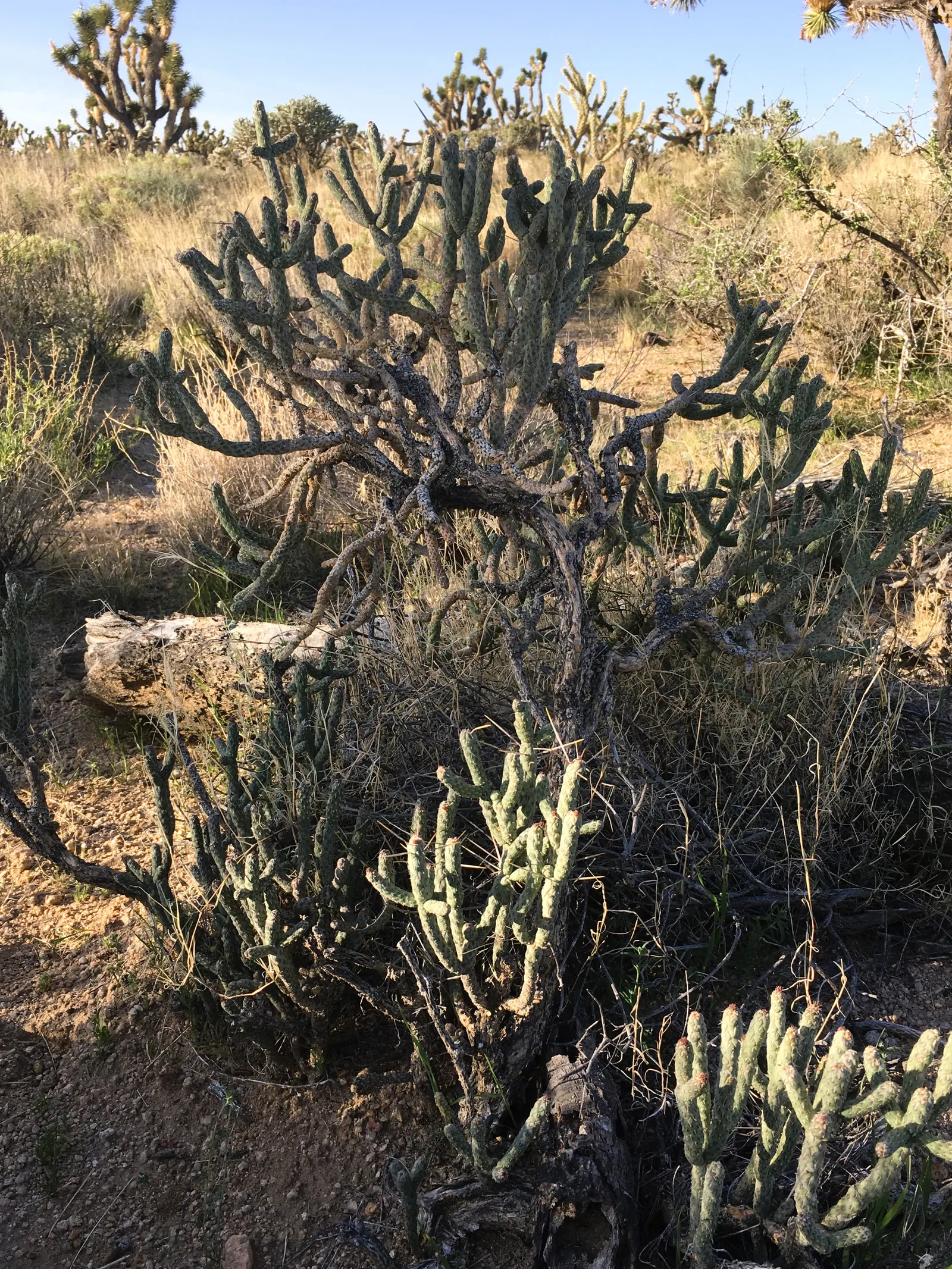 Pencil Cholla (Cylindropuntia Arbuscula) — is a sculpturally interesting cactus native to the Sonoran Desert; green and yellow flowers in the garden, image 71