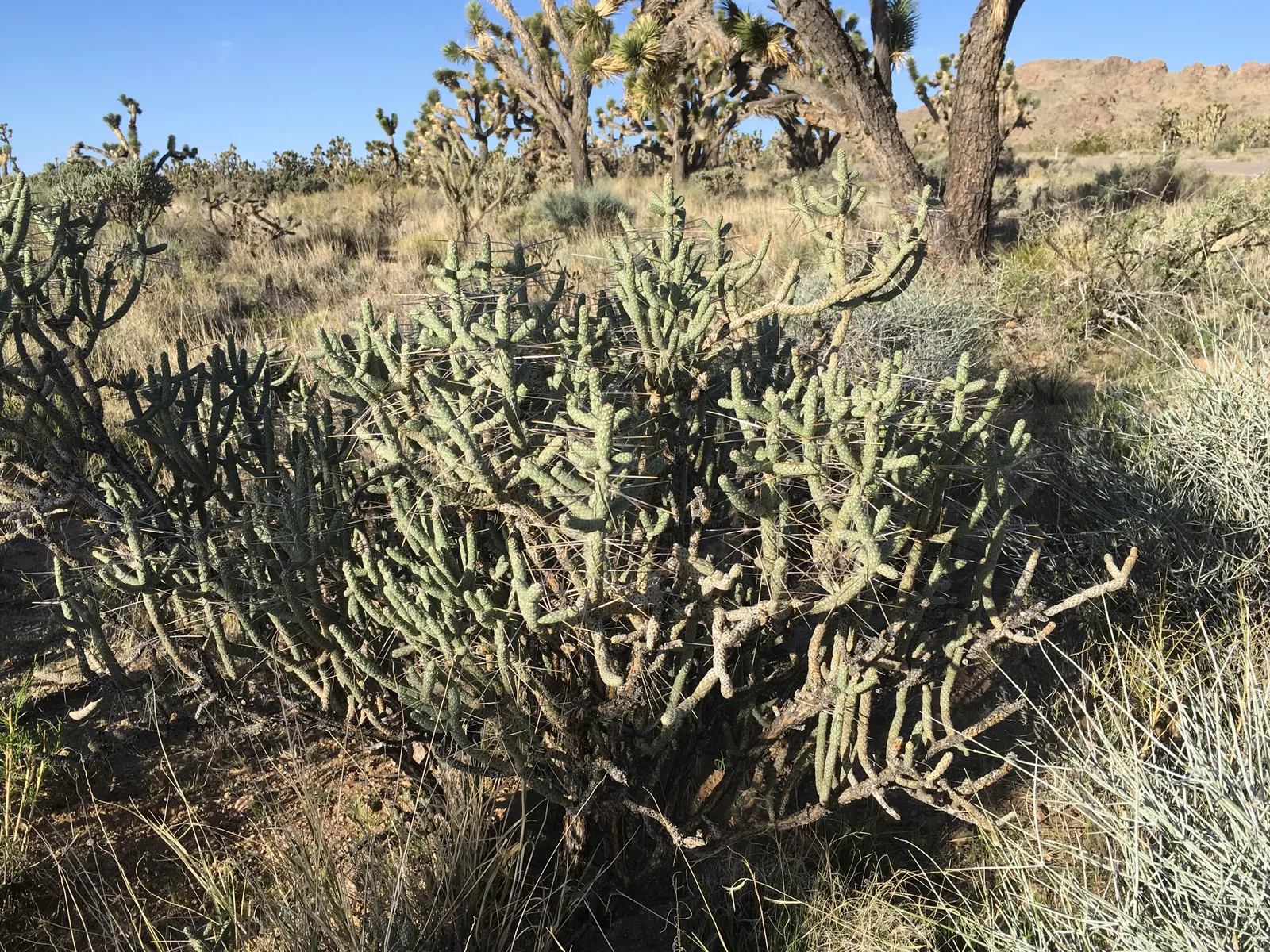 Pencil Cholla (Cylindropuntia Arbuscula) — branching cactus native to the arid regions of the Southwest; which resemble the shape of pencils, image 64