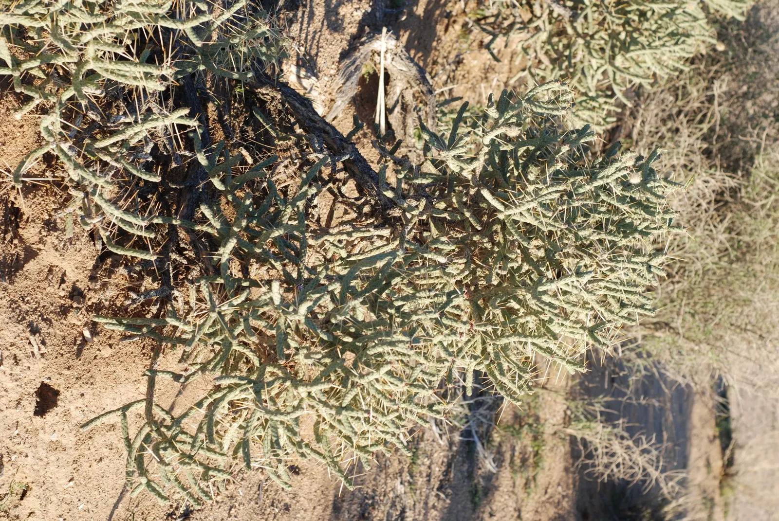 Pencil Cholla (Cylindropuntia Arbuscula) — roughly 4 to 6 feet apart; with its low-maintenance requirements and distinctive appearance