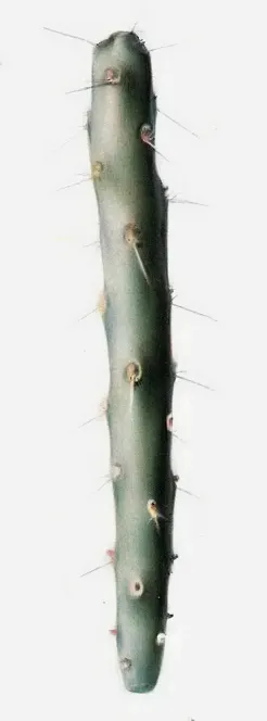 Pencil Cholla (Cylindropuntia Arbuscula) — scientifically known as Cylindropuntia arbuscula; roughly 4 to 6 feet apart