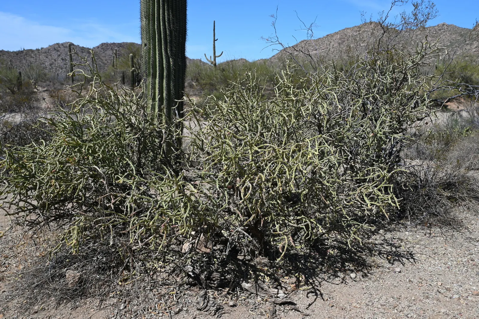 Pencil Cholla (Cylindropuntia Arbuscula) — The Pencil Cholla's unique form makes it a focal point in rock gardens; this perennial shrub is distinctive for its