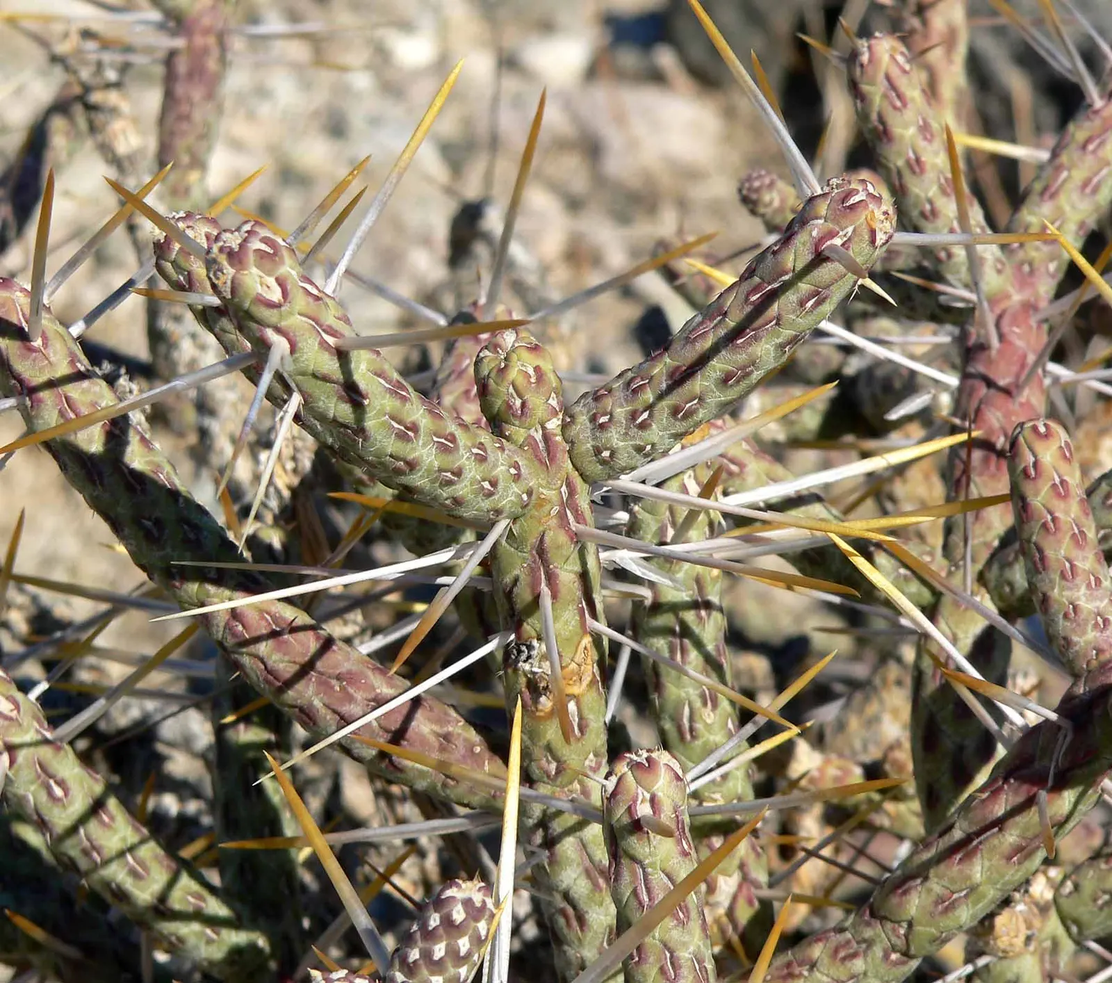 Pencil Cholla (Cylindropuntia Arbuscula) — and provides excellent texture contrast in desert-themed gardens; the Pencil Cholla's yellow-green, image 69