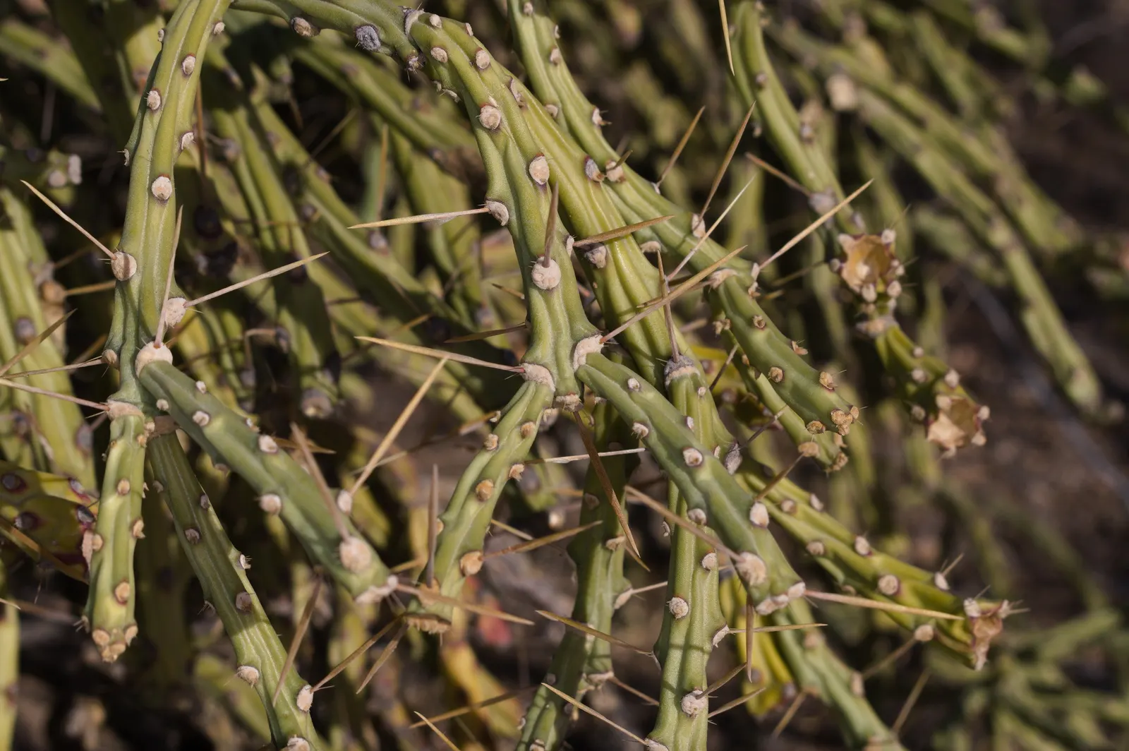 Pencil Cholla (Cylindropuntia Arbuscula) — the Pencil Cholla is a reliable and intriguing choice for any water-wise garden design