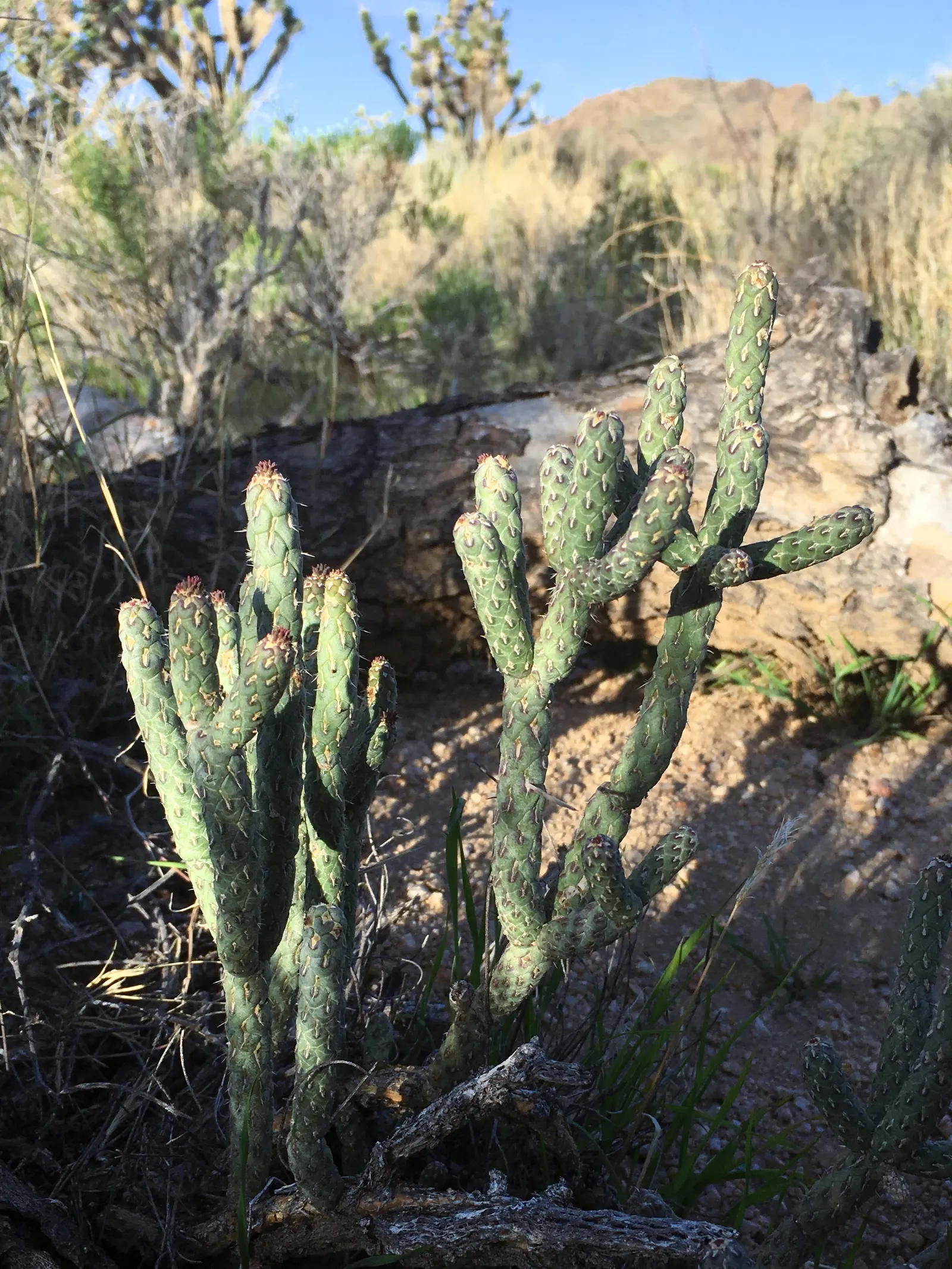 Pencil Cholla (Cylindropuntia Arbuscula) — It's perfect for xeriscapes; the Pencil Cholla (Cylindropuntia arbuscula) is a compact