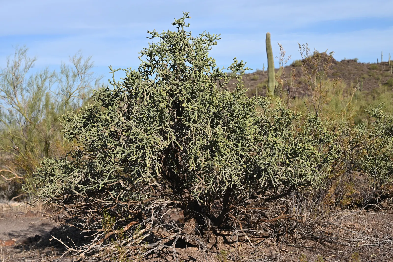 Pencil Cholla (Cylindropuntia Arbuscula) — thriving in USDA hardiness zones 9 through 11; is useful for safe long-term enjoyment