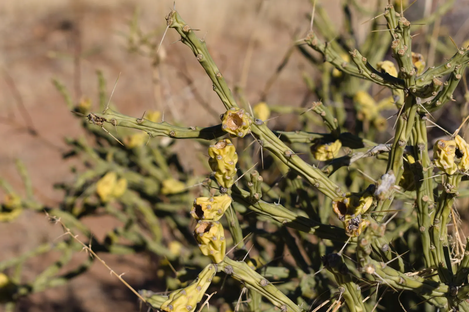 Pencil Cholla (Cylindropuntia Arbuscula) — roughly 4 to 6 feet apart