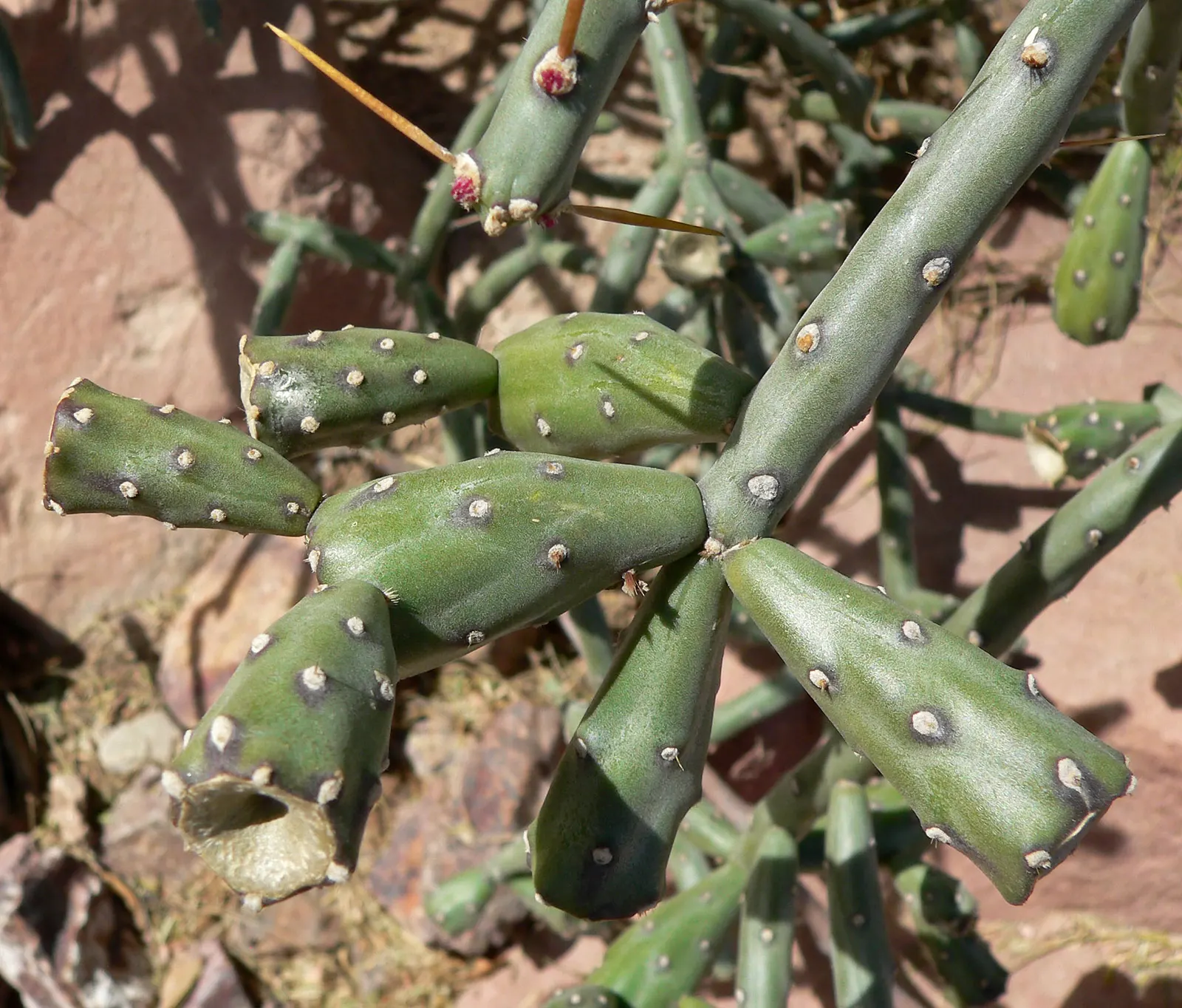 Pencil Cholla (Cylindropuntia Arbuscula) — The Pencil Cholla (Cylindropuntia arbuscula) is a compact; in late spring, it blooms with yellow-green, image 63